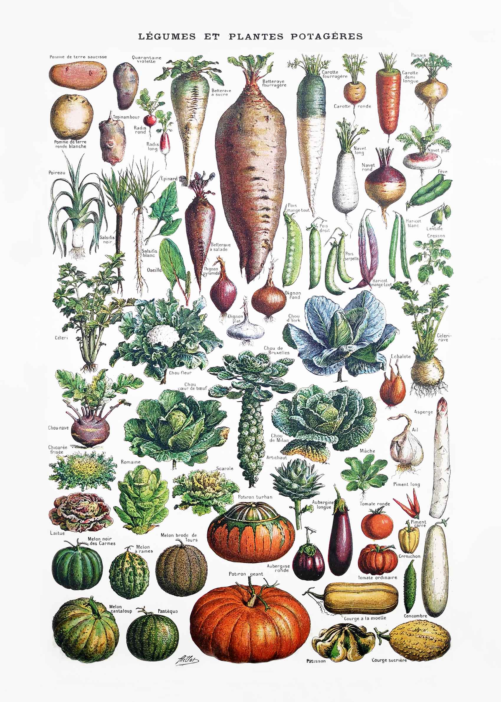 Garden Vegetables Overview plakat - Grøntsagsillustration (70x100 cm)