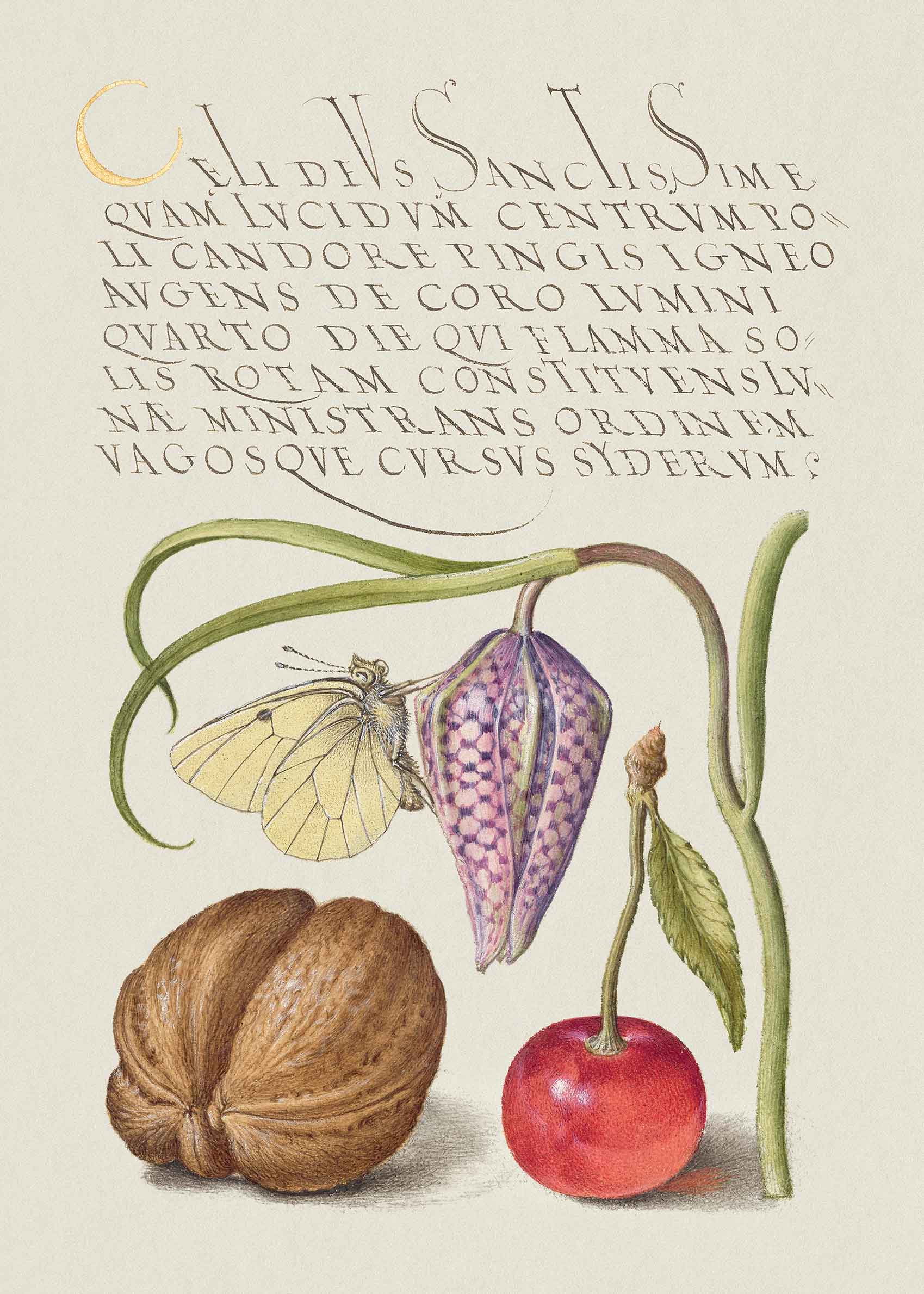 Mira Calligraphiae Monumenta Poster - Botanical illustration (70x100 cm)
