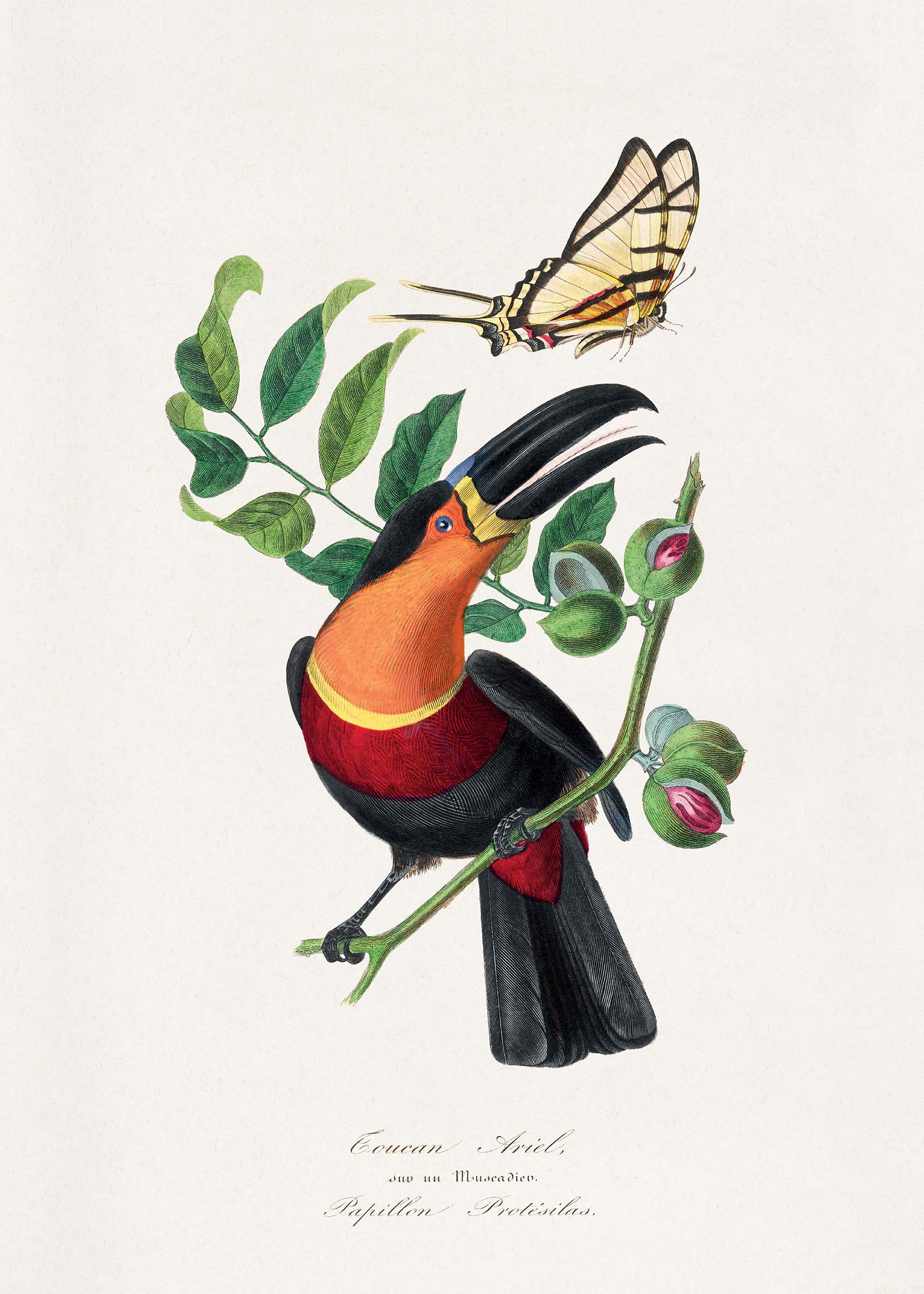 Toucan Bird Poster - Tierillustration (21x30 cm)