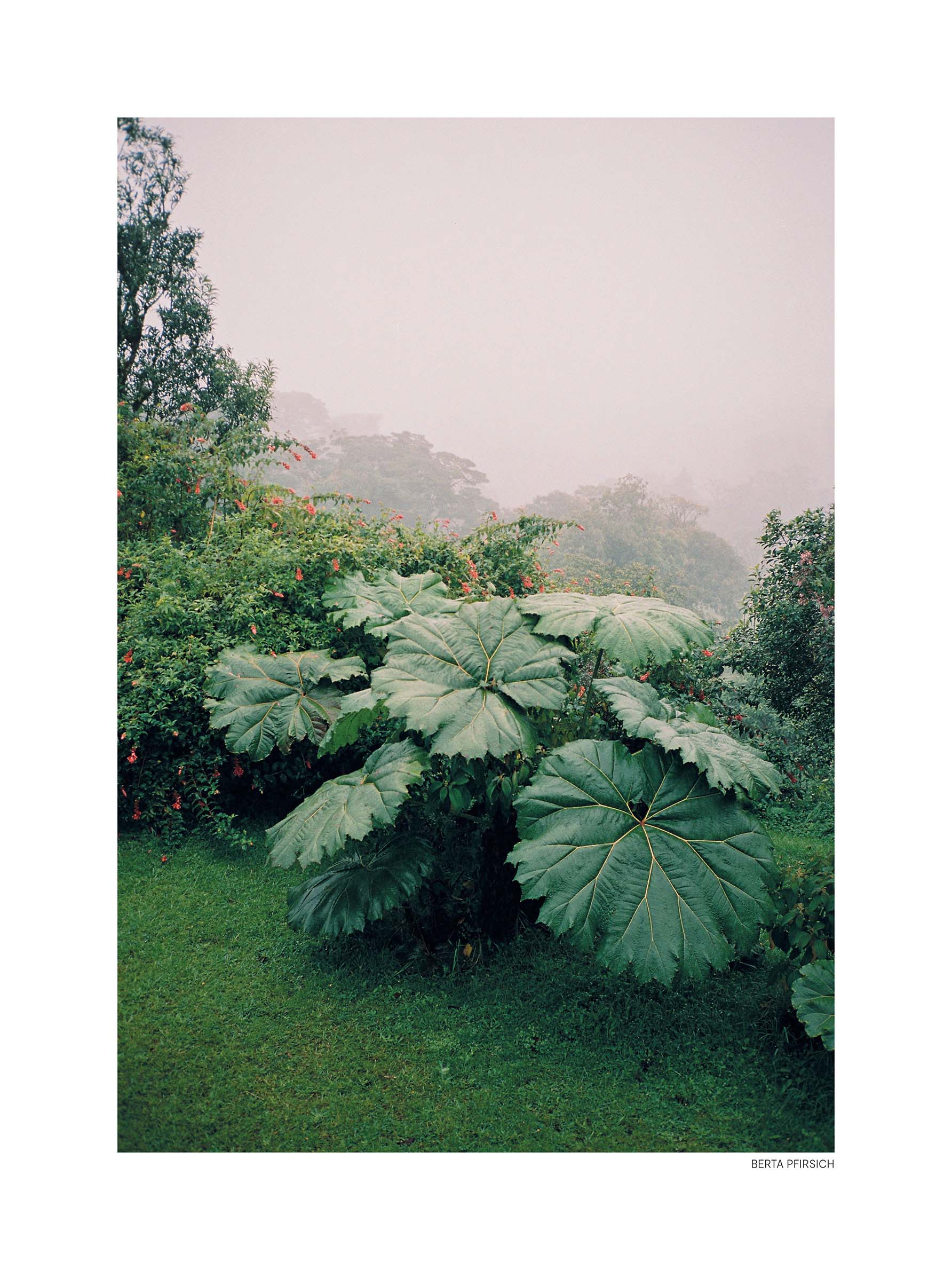 Bush in Mist Poster - Botanical photography (30x40 cm)