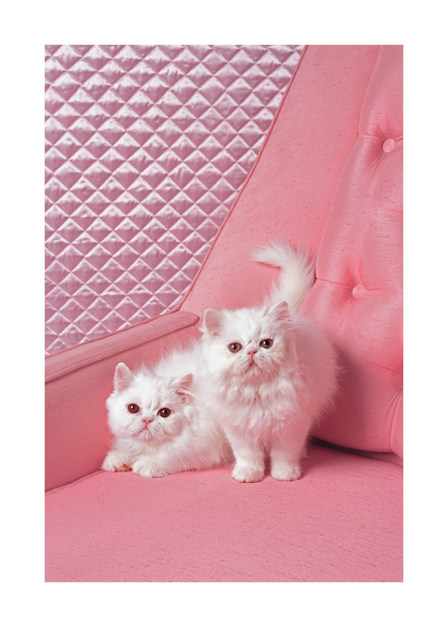 Pussycats Poster - Animal photography (21x30 cm)