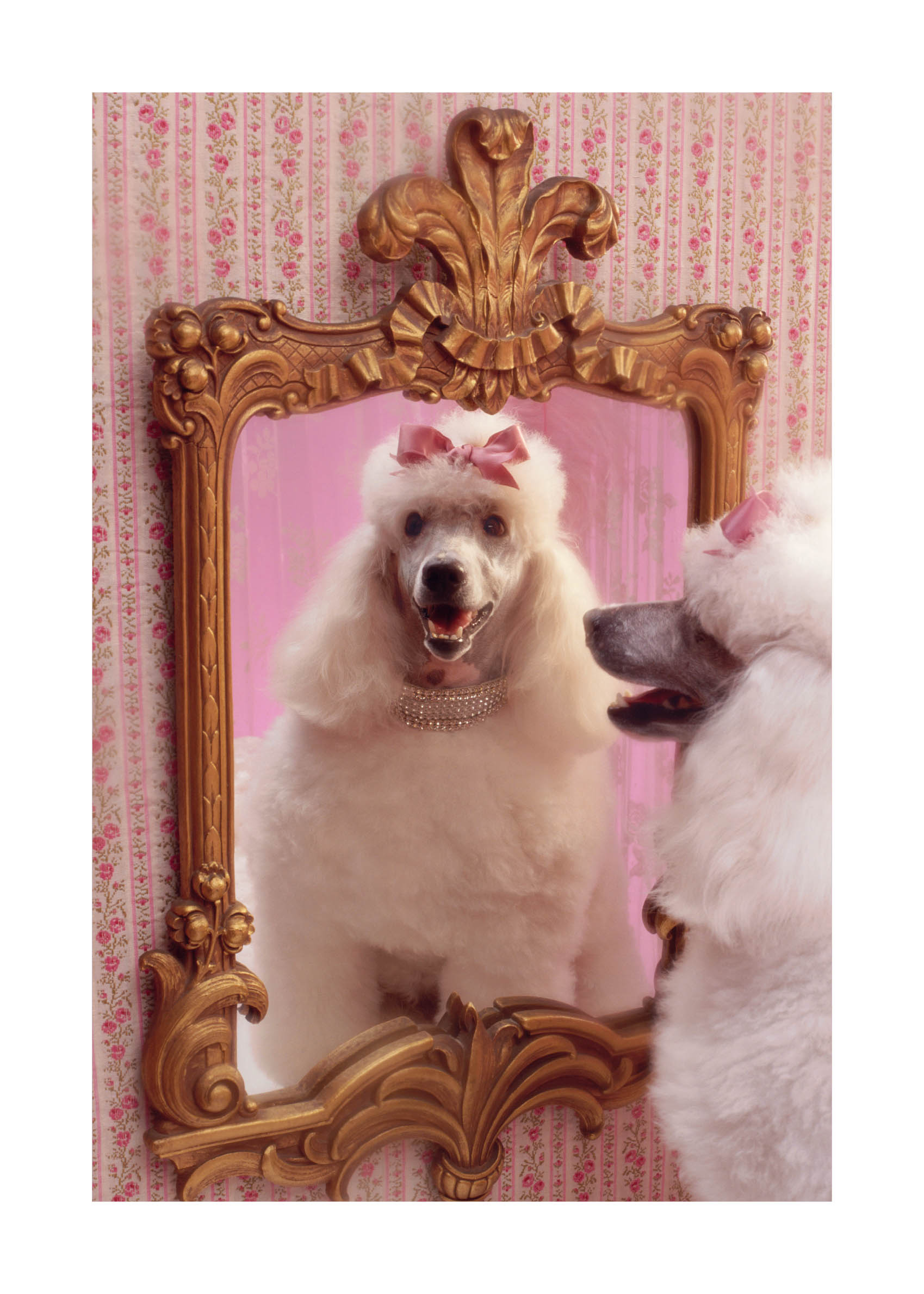 Poodle Salon Poster - Tierillustration im Vintage-Stil (30x40 cm)