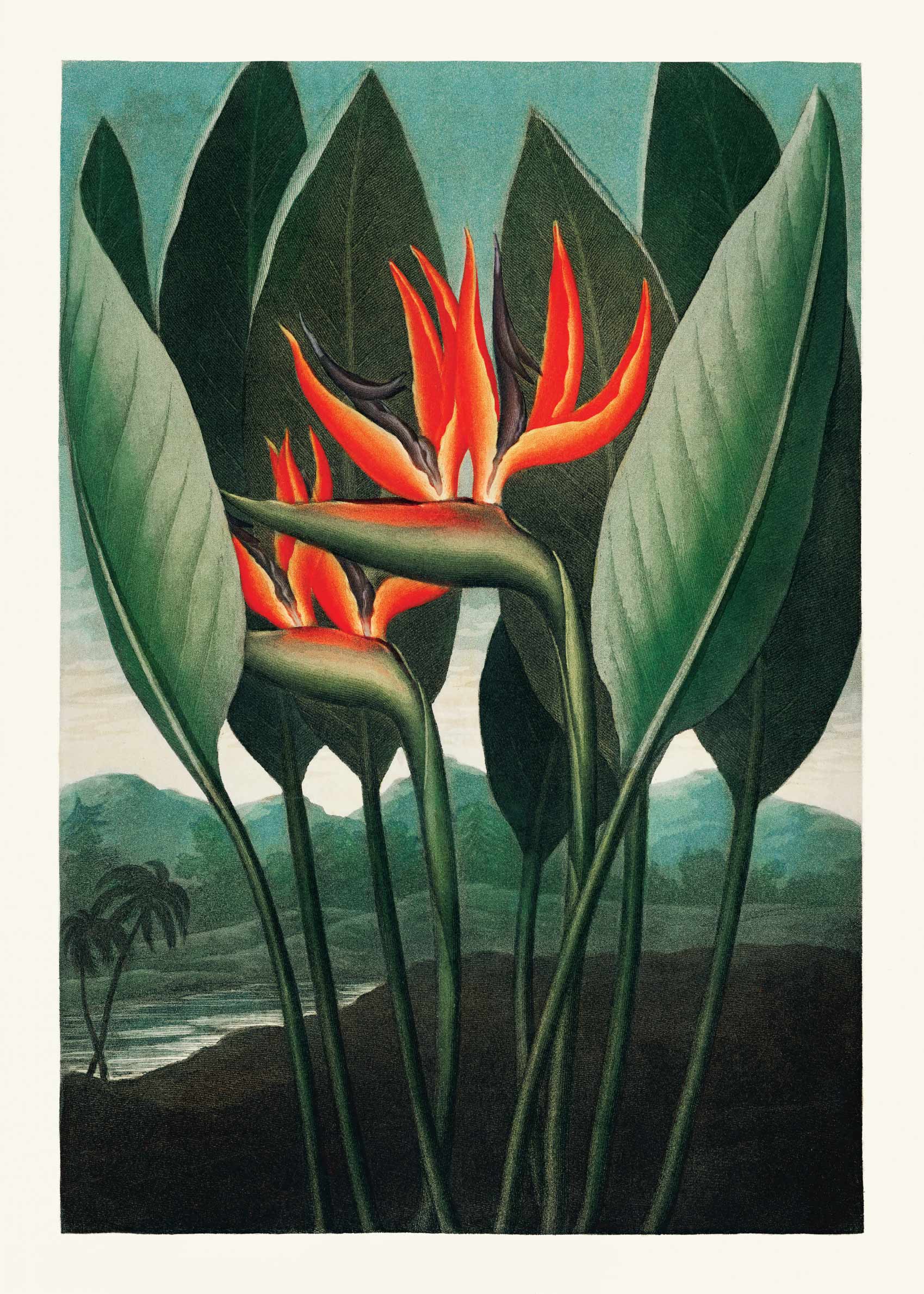 The Queen Plant plakat - Botanisk illustration (30x40 cm)