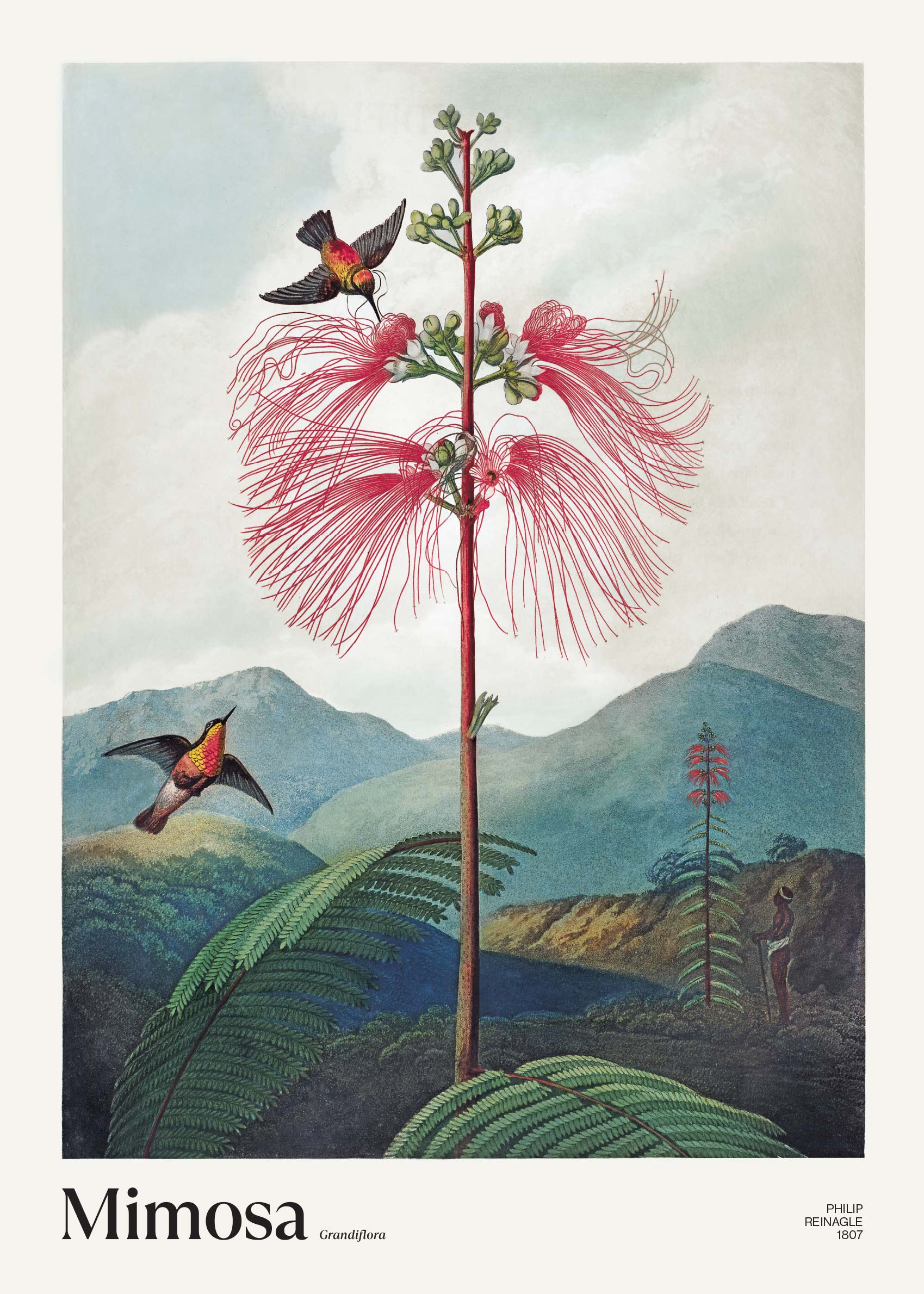 Mimosa Grandiflora Poster - Botanical illustration (30x40 cm)