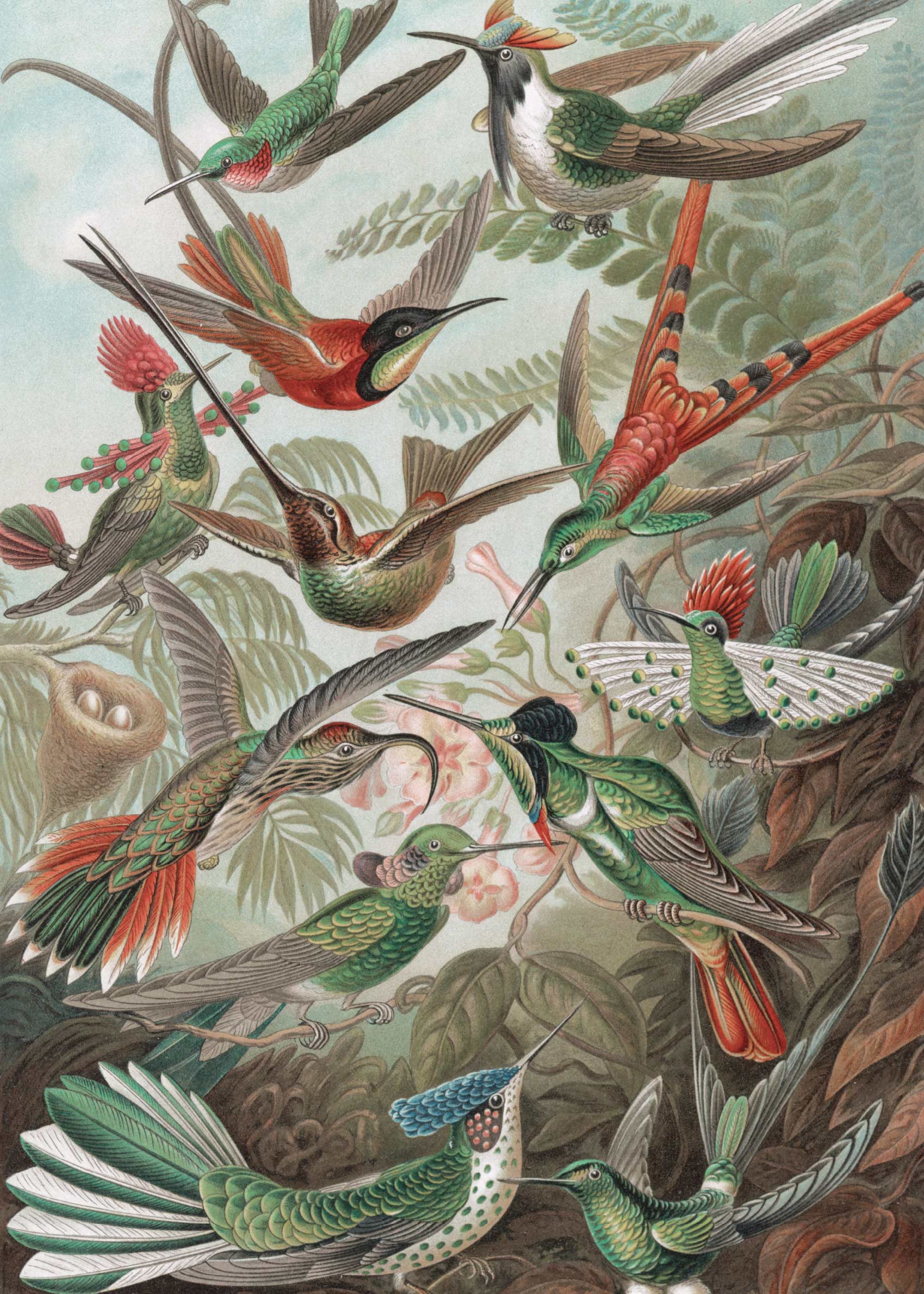 Hummingbirds Poster - Animal illustration (70x100 cm)