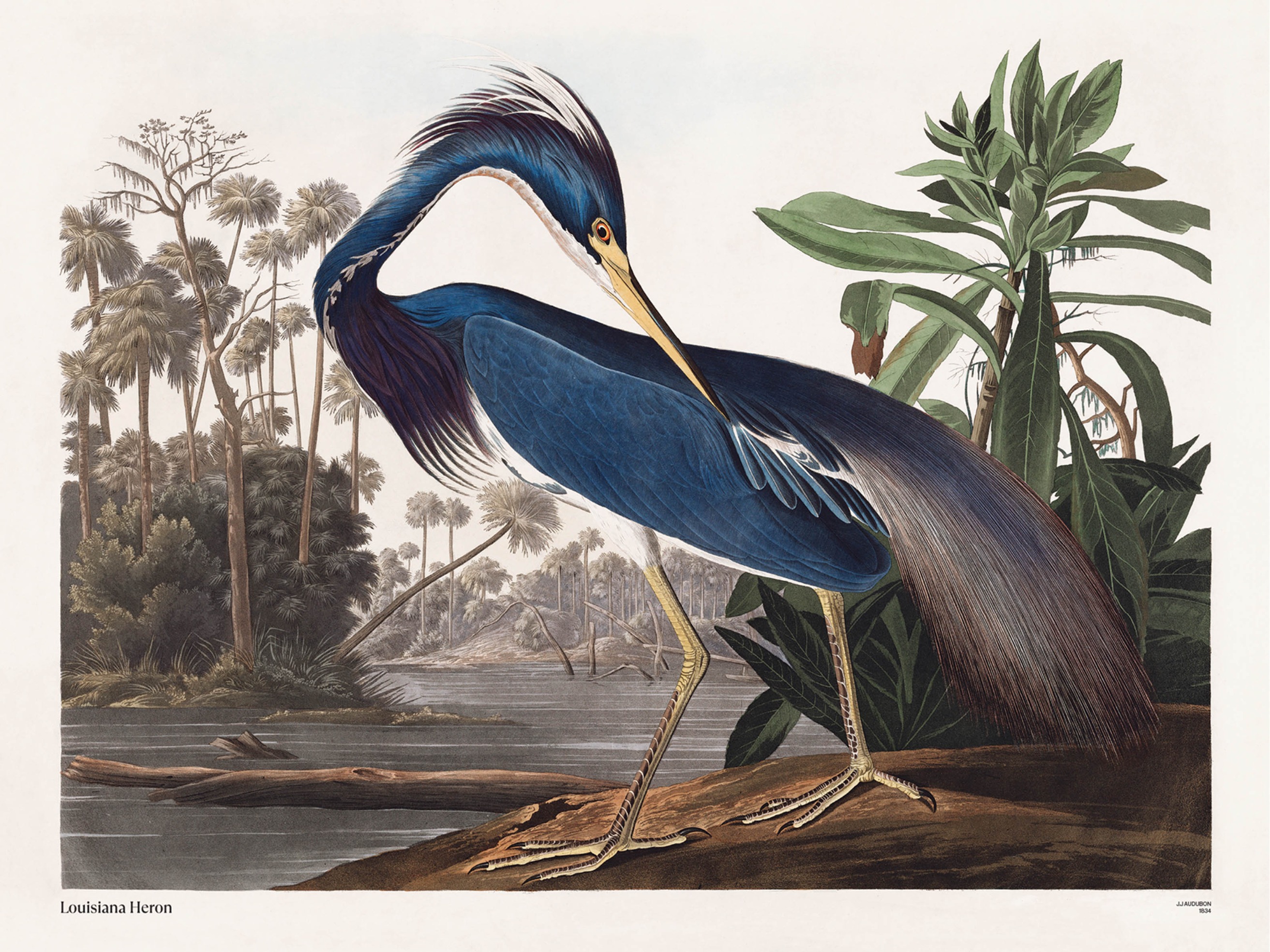 Lousiana Heron Poster - Animal illustration (30x40 cm)