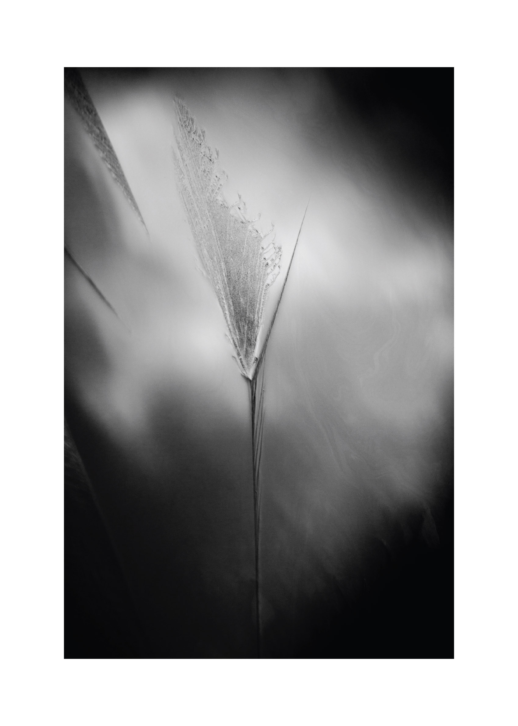 Off the Wall poster - Botanical photography (50x70 cm)