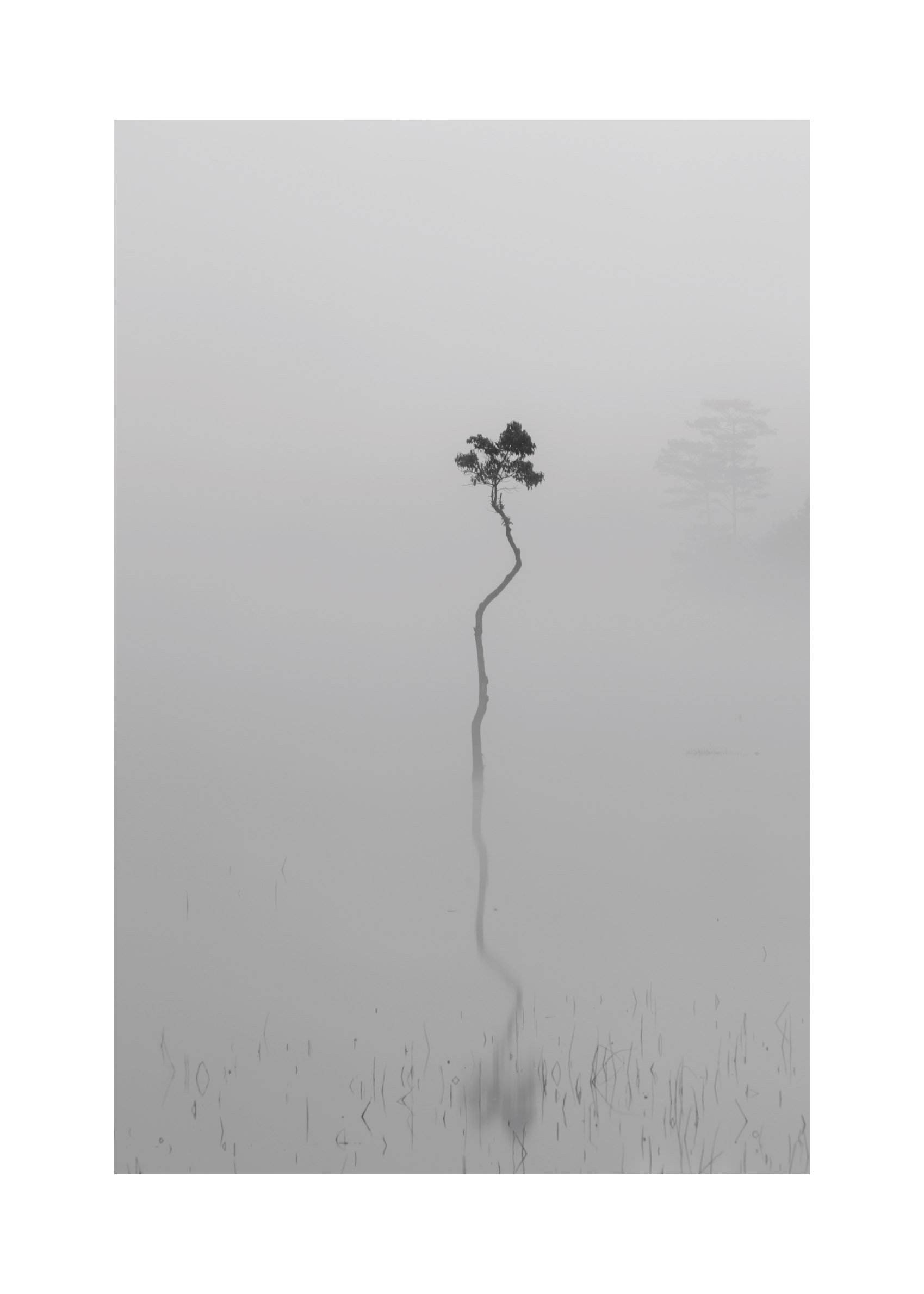Tree in Mist Poster - Nature photography (50x70 cm)