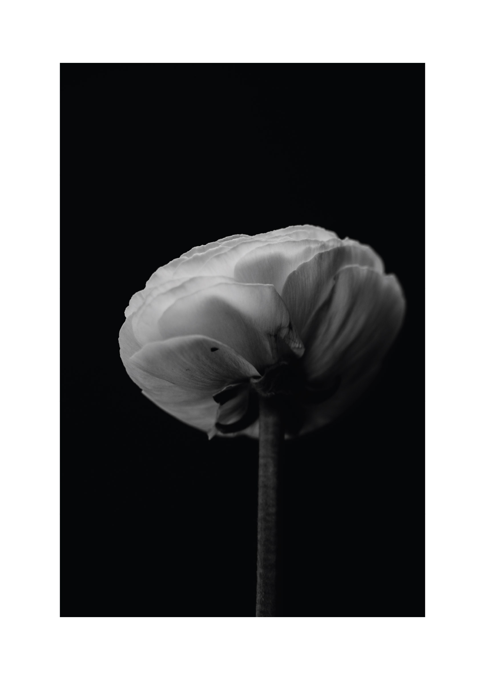 White Peony poster - Black and white floral art print (30x40 cm)