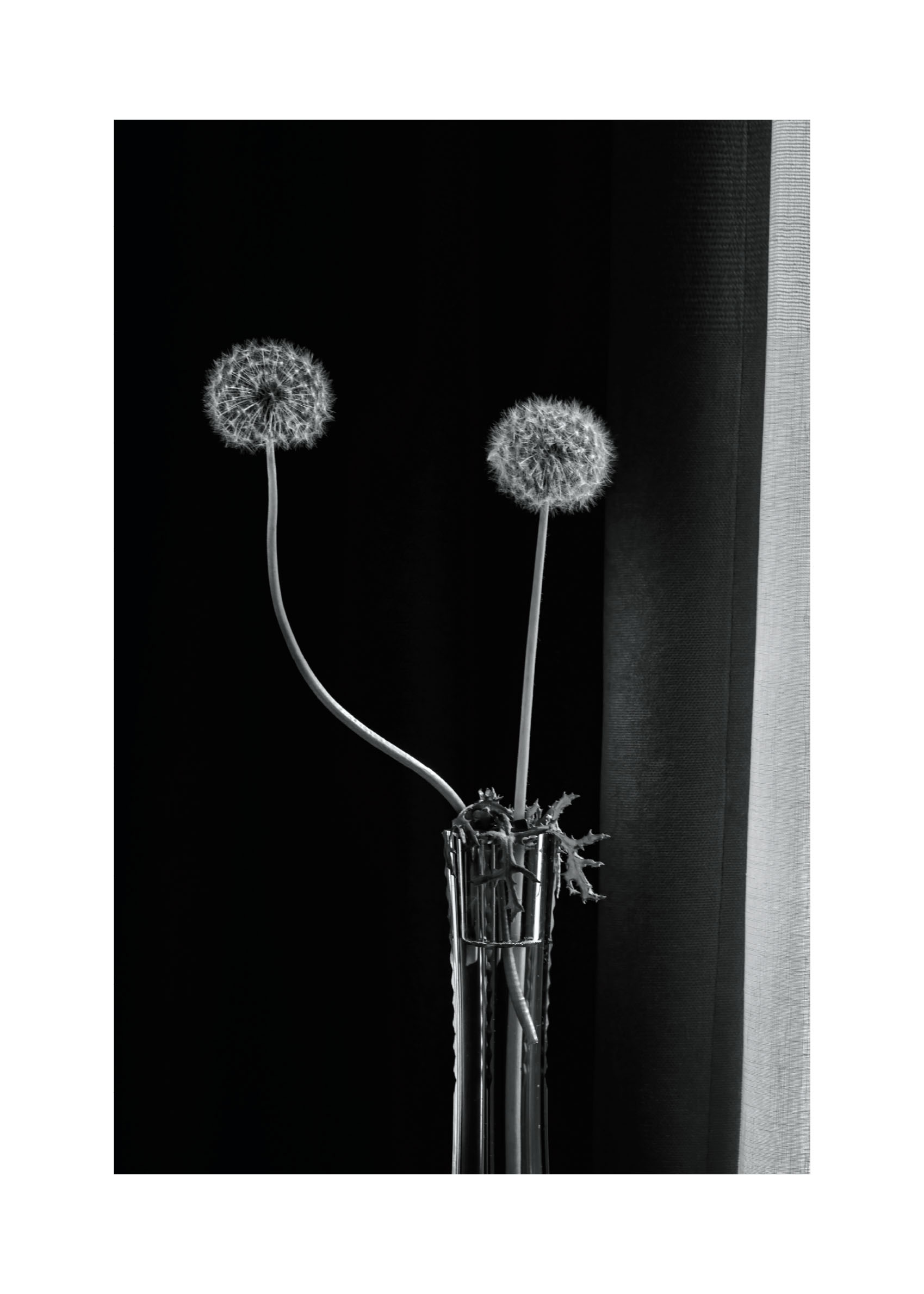 Two Dandelions Poster - Botanical photography (30x40 cm)