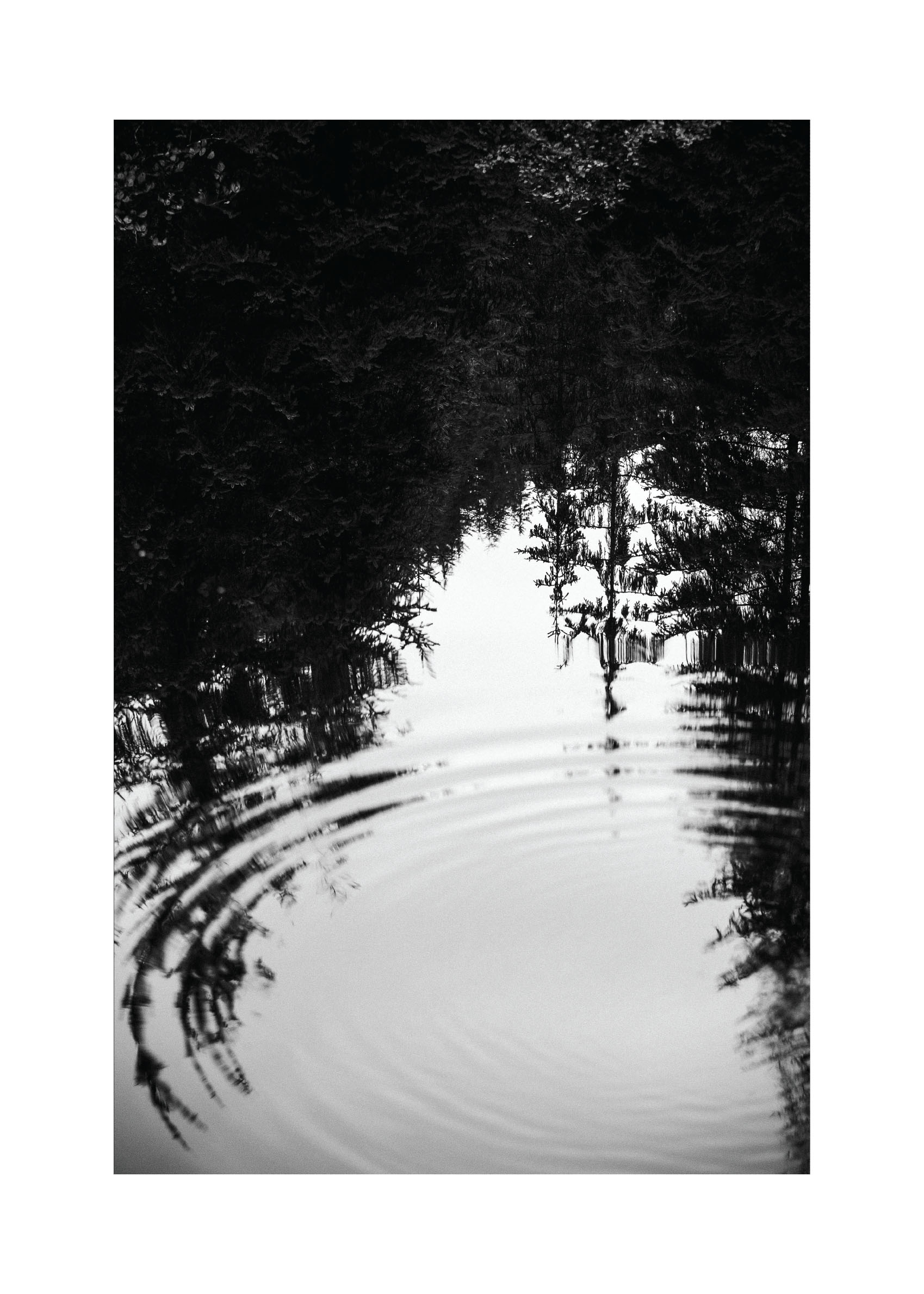 Reflecting Forest Poster - Schwarzweiße Naturfotografie (40x50 cm)