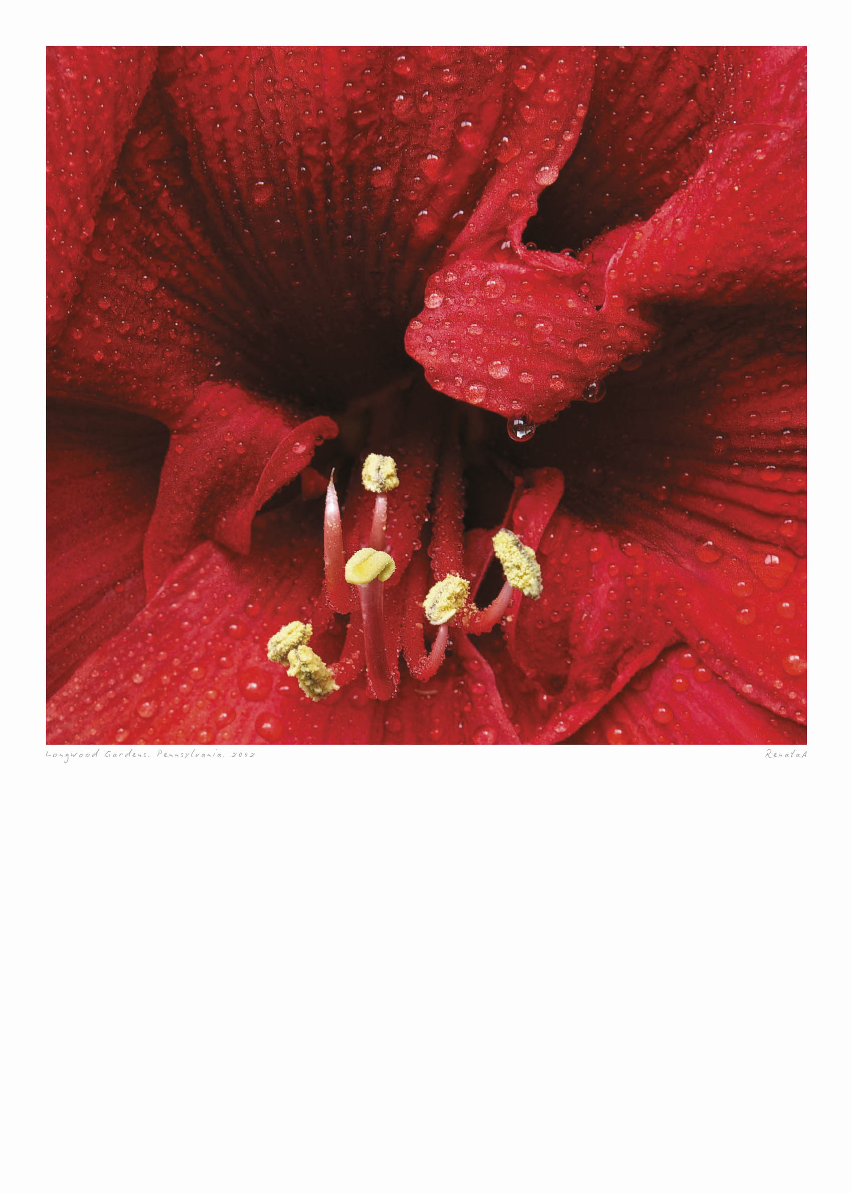 Amaryllis Poster - Blumenfotografie (50x70 cm)
