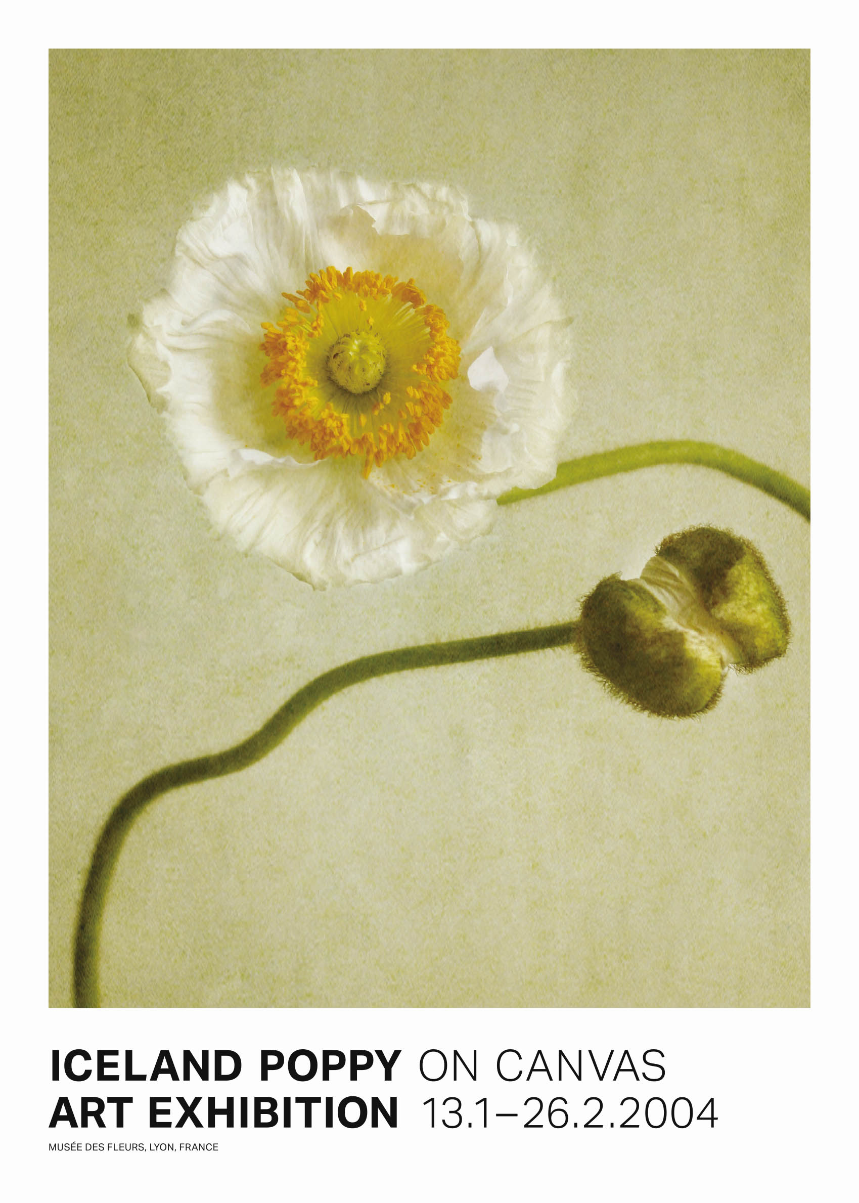 Iceland Poppy Poster - Blumenillustration (70x100 cm)