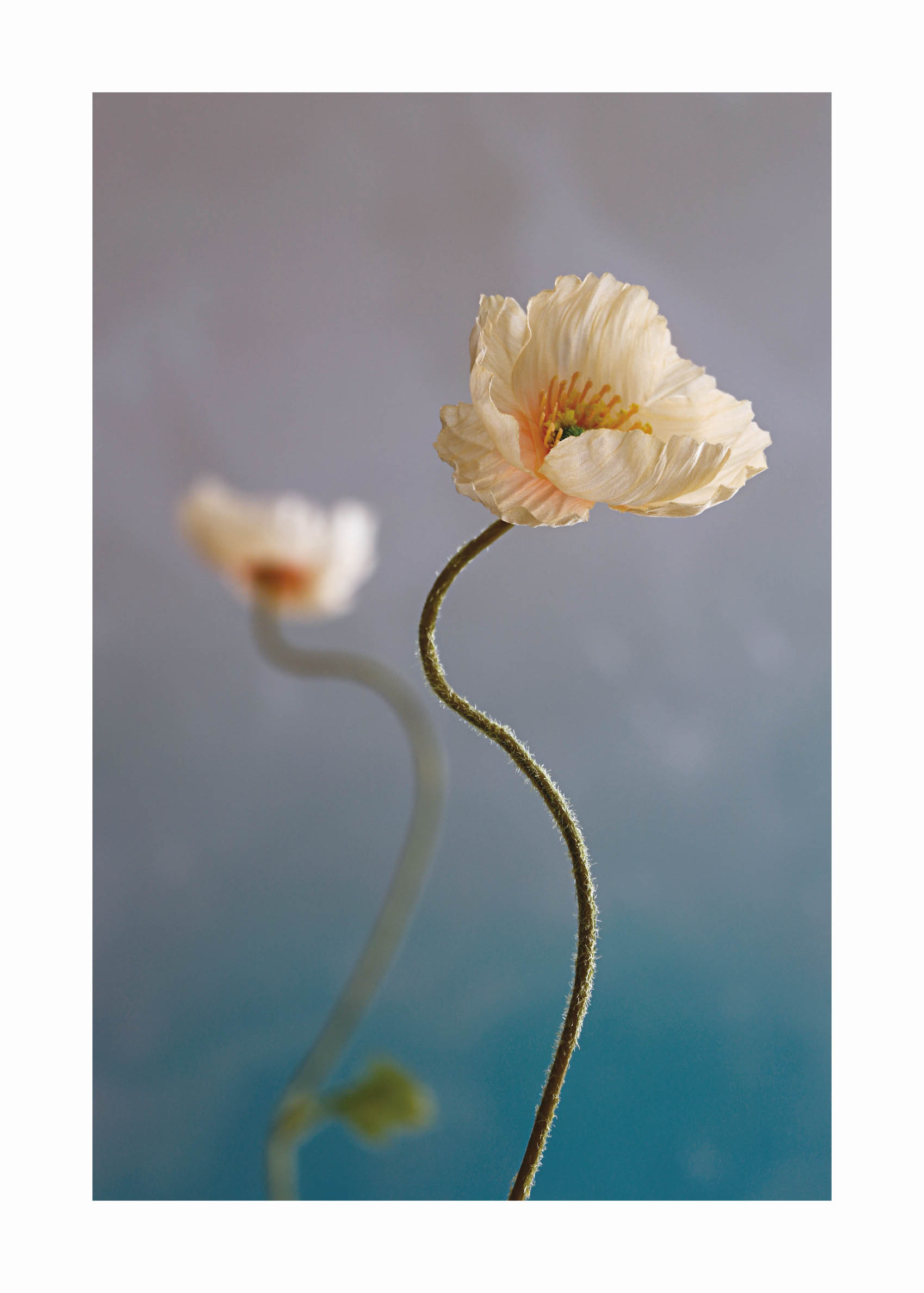 Soft Bloom Poster - Flower illustration (40x50 cm)
