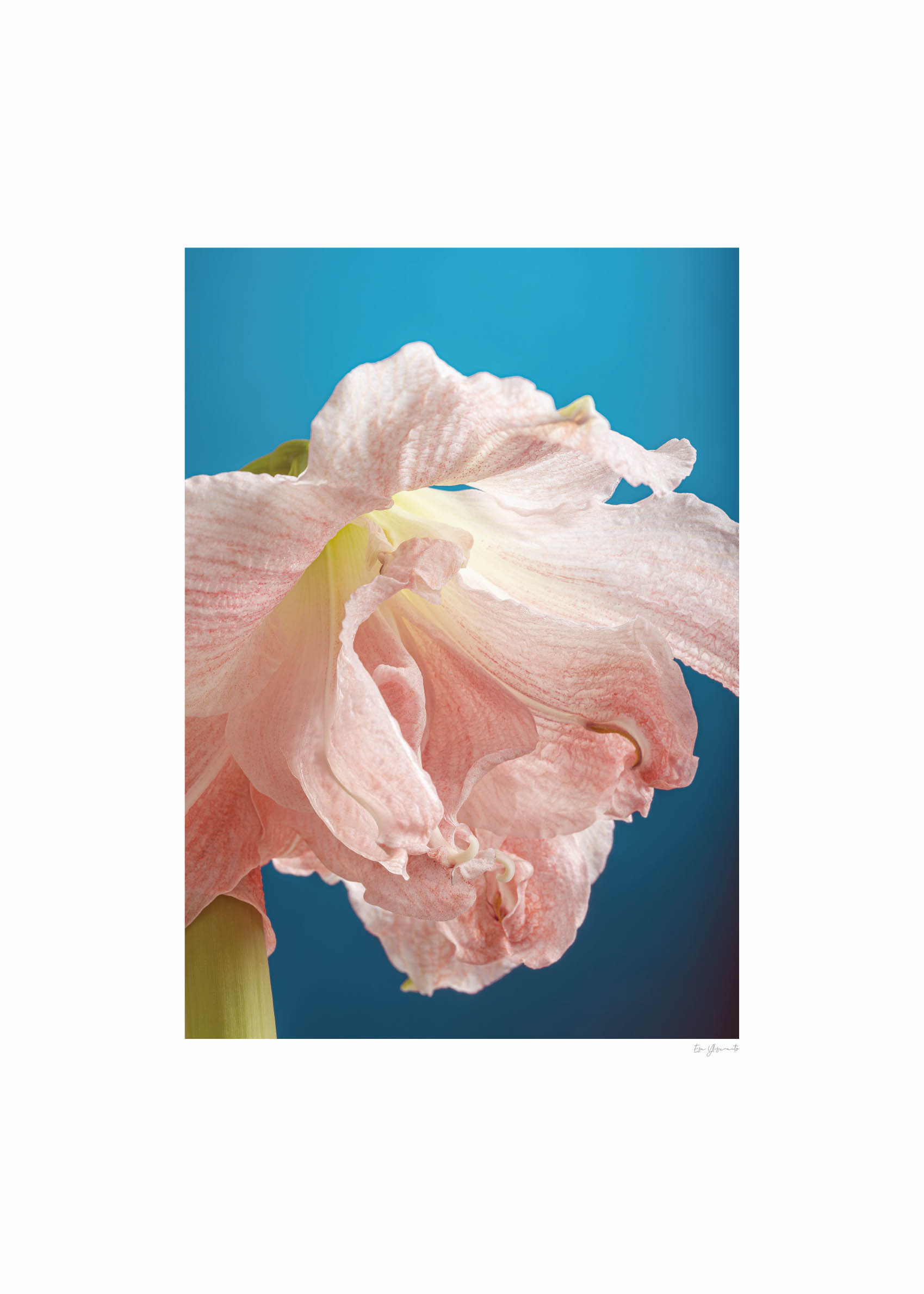 Amaryllis in Bloom Poster - Botanical illustration (50x70 cm)