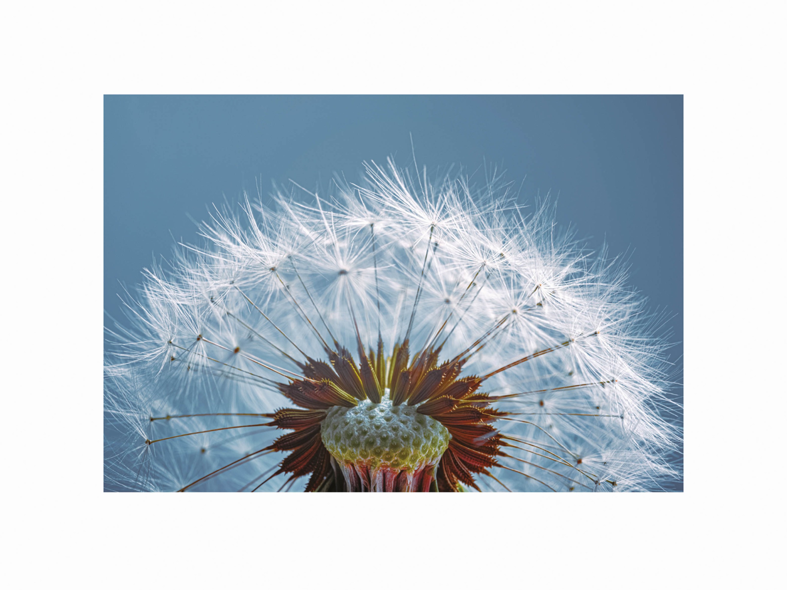 White Dandelion plakat - Naturfotografi (30x40 cm)
