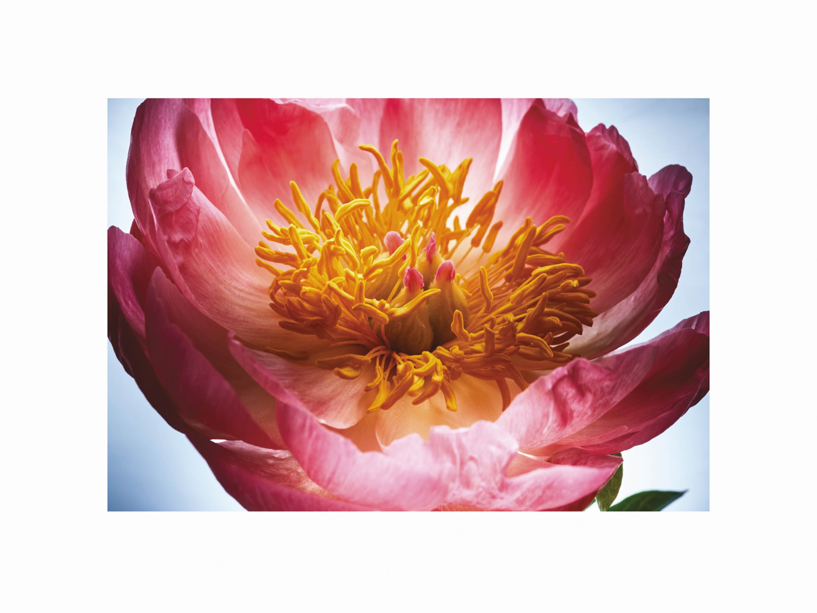 Floral Blush poster - Flower illustration (30x40 cm)