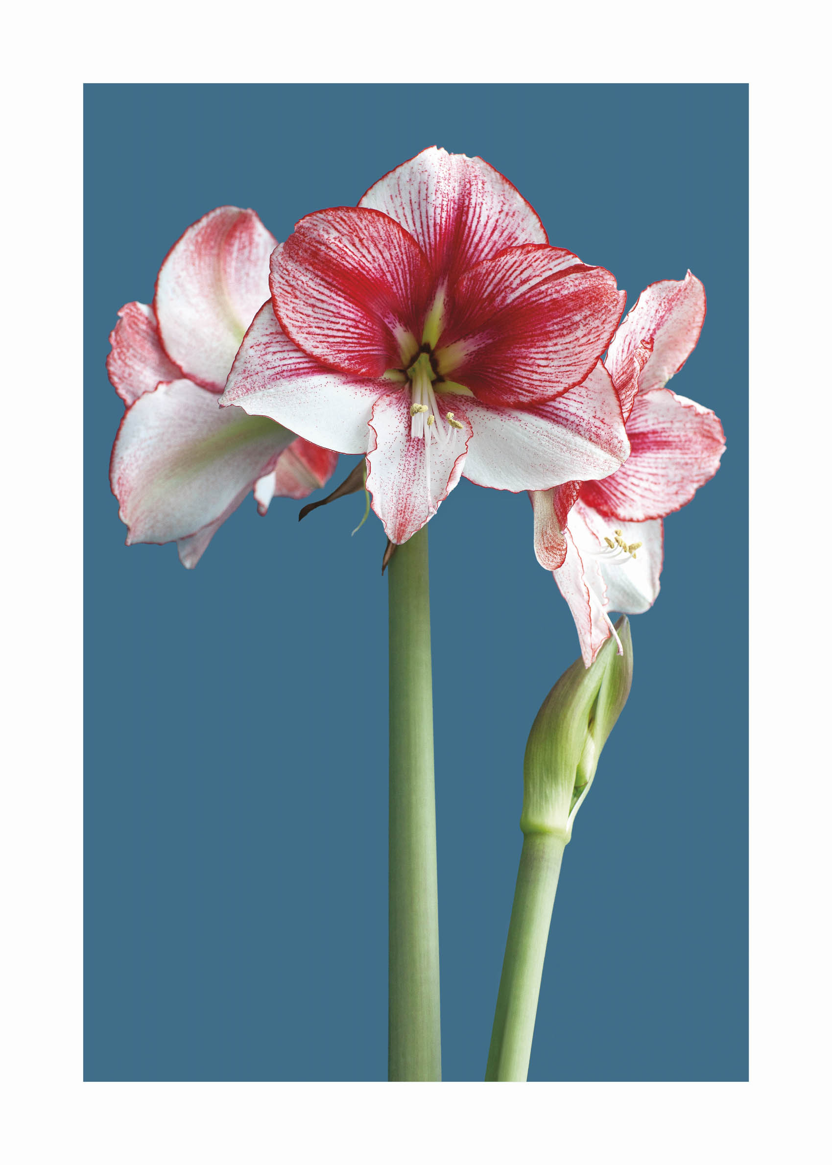 Rosy Florets Poster - Flower illustration (40x50 cm)
