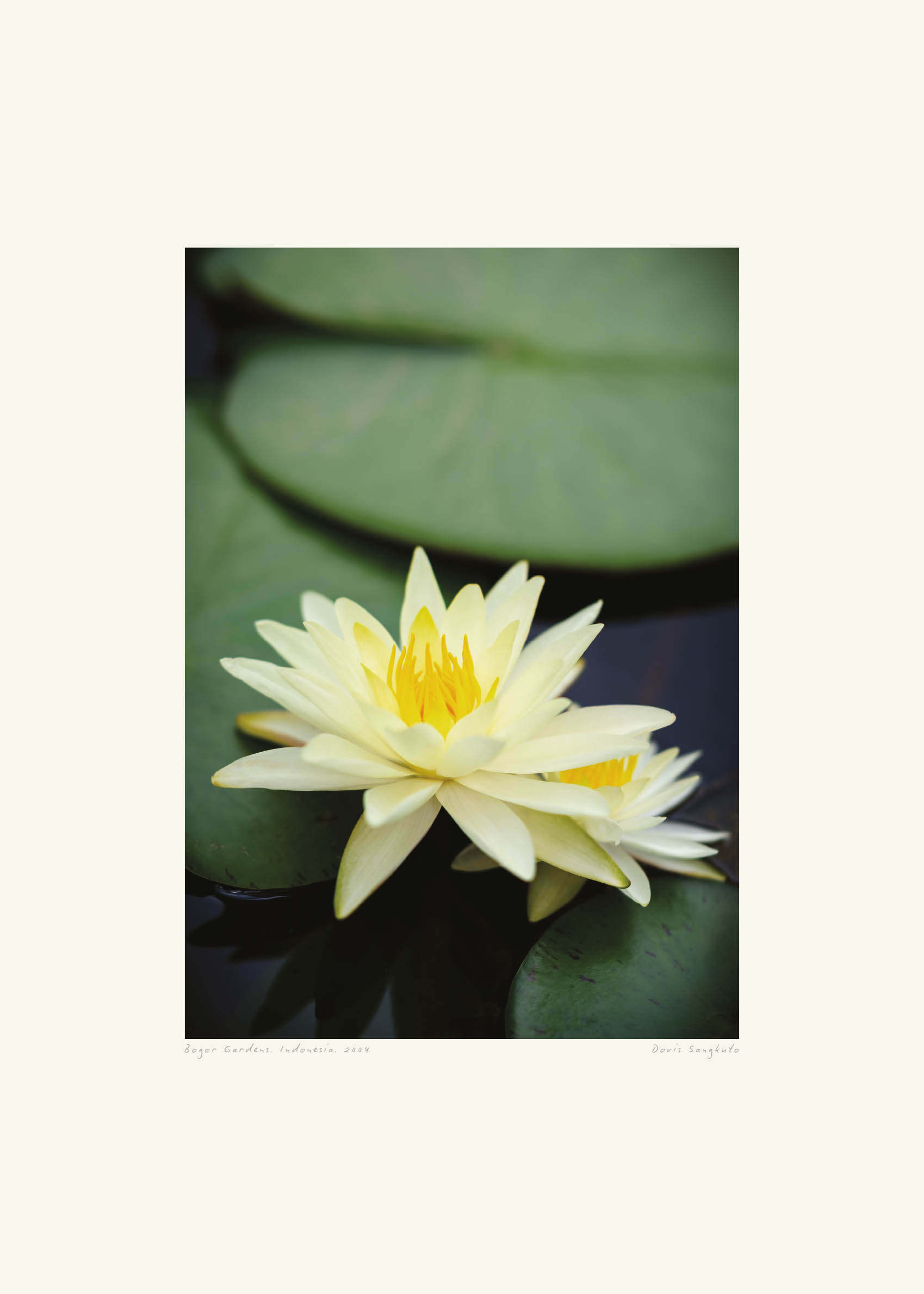 Lotus Flower in the Lake Poster - Water lily photography (30x40 cm)