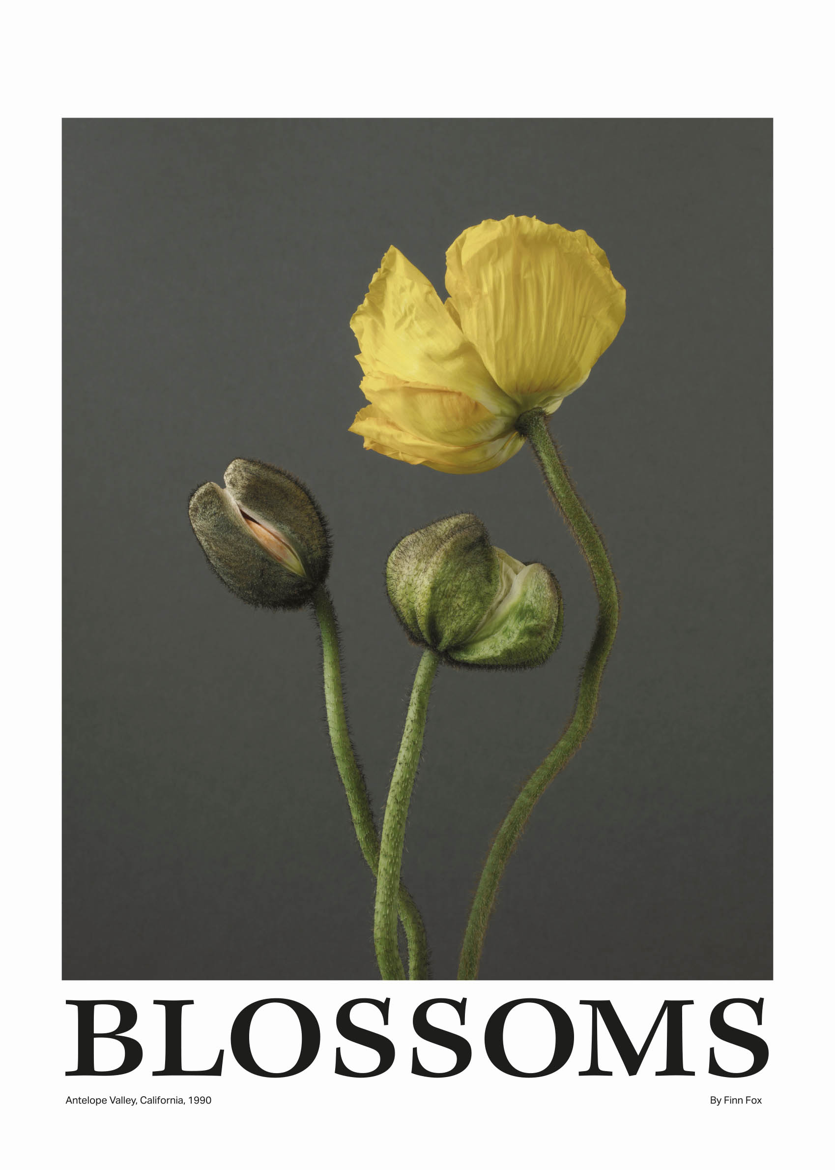 Blossoms Poster - Floral illustration (50x70 cm)