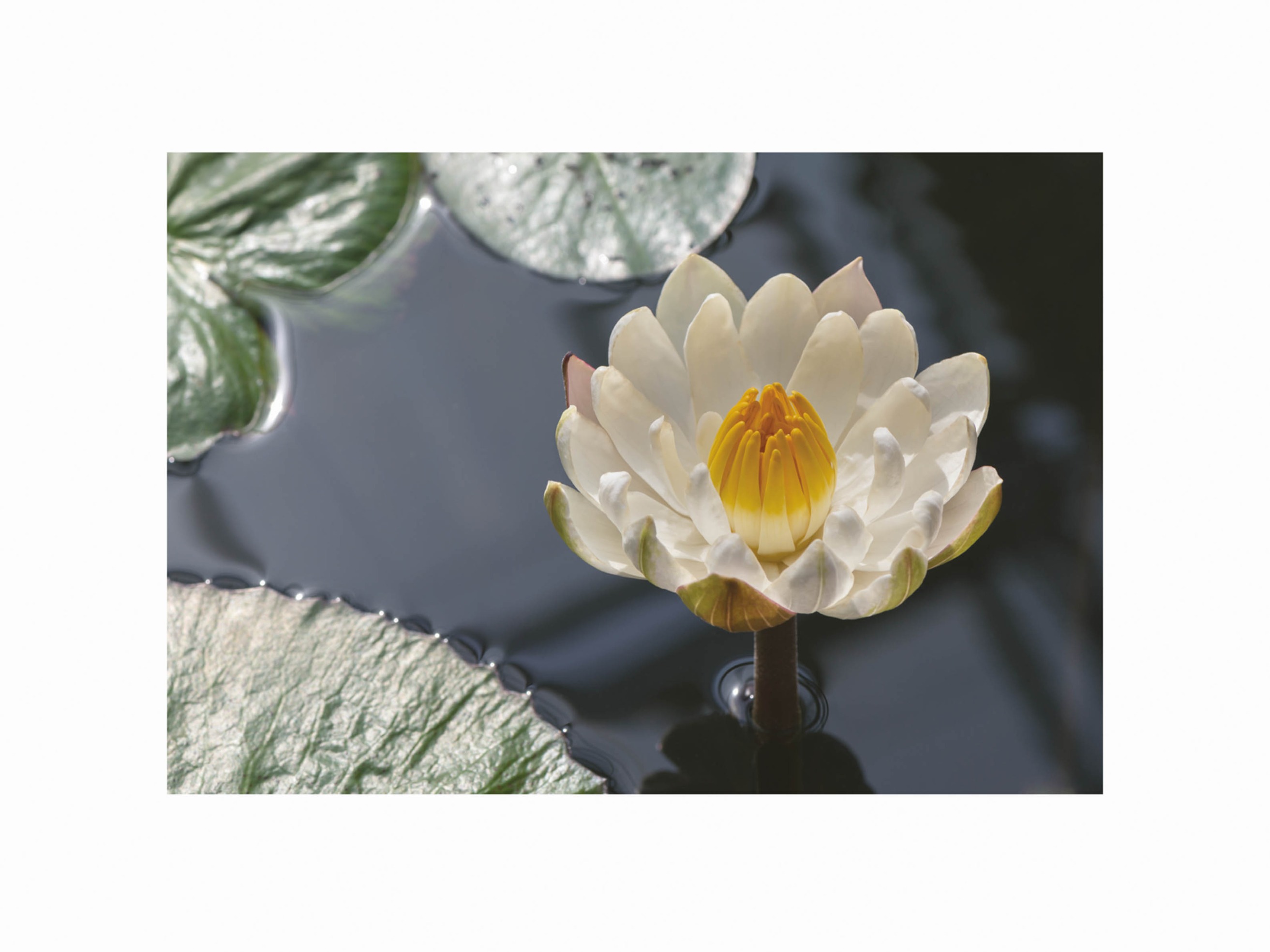 White Lotus Poster - Flower illustration (50x70 cm)
