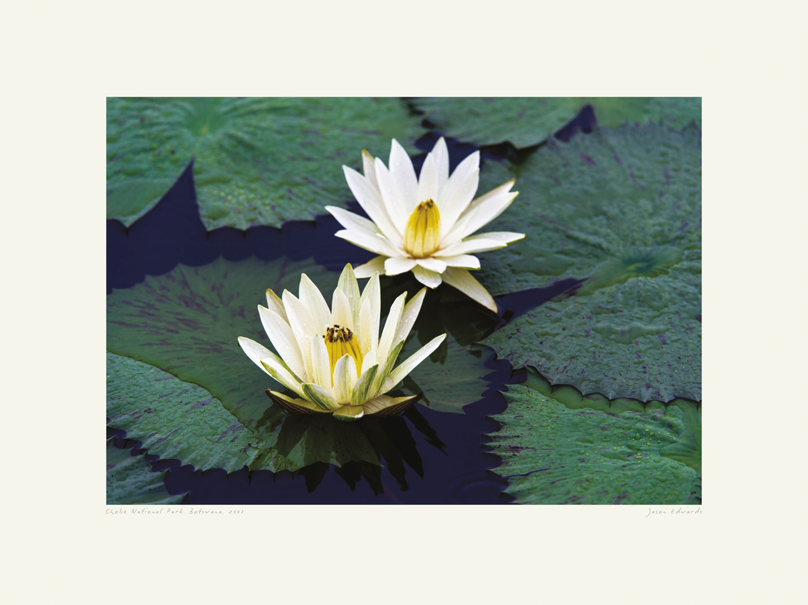 Pond Lilies Poster - Water lily photography (40x50 cm)