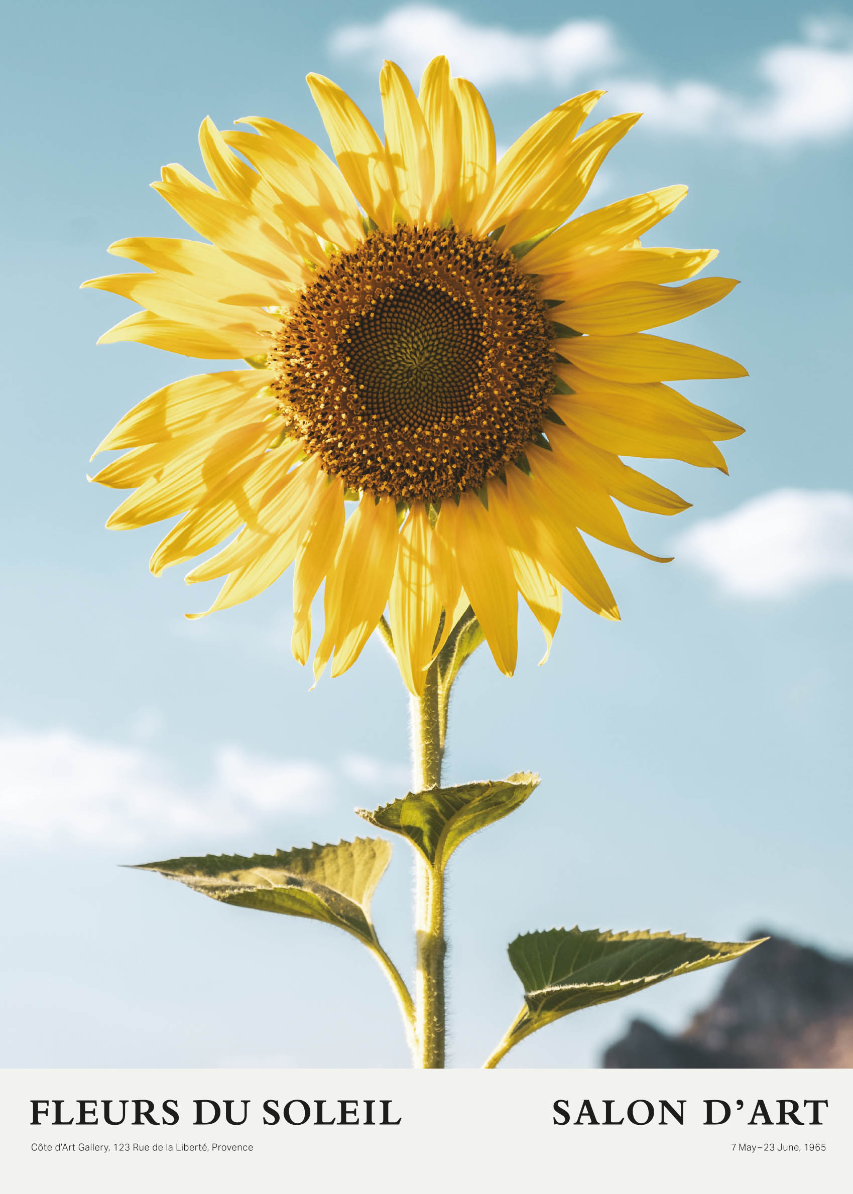 Fleurs du Soleil Poster - Blumenfotografie (70x100 cm)