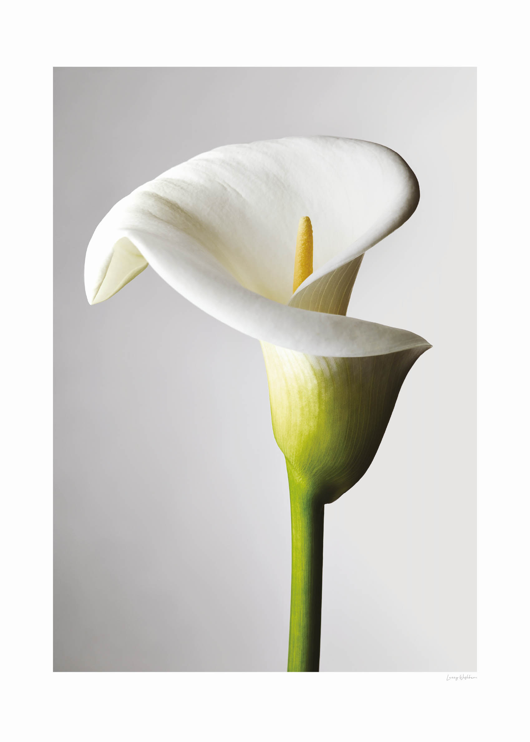 Lily of Light Poster - Blumenfotografie (30x40 cm)