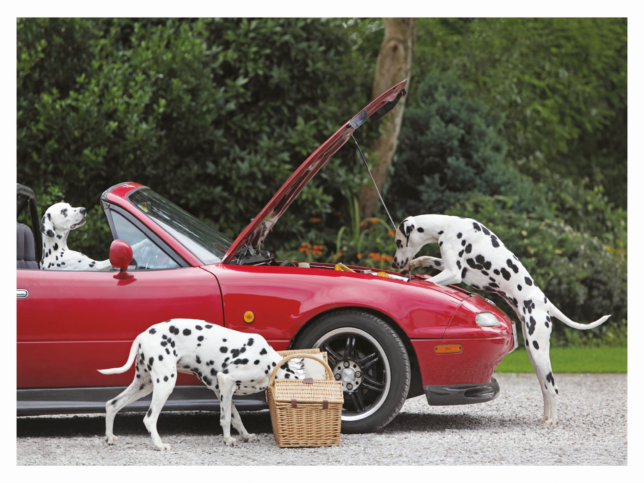 Three Dalmatians plakat - Dyrefotografi (50x70 cm)