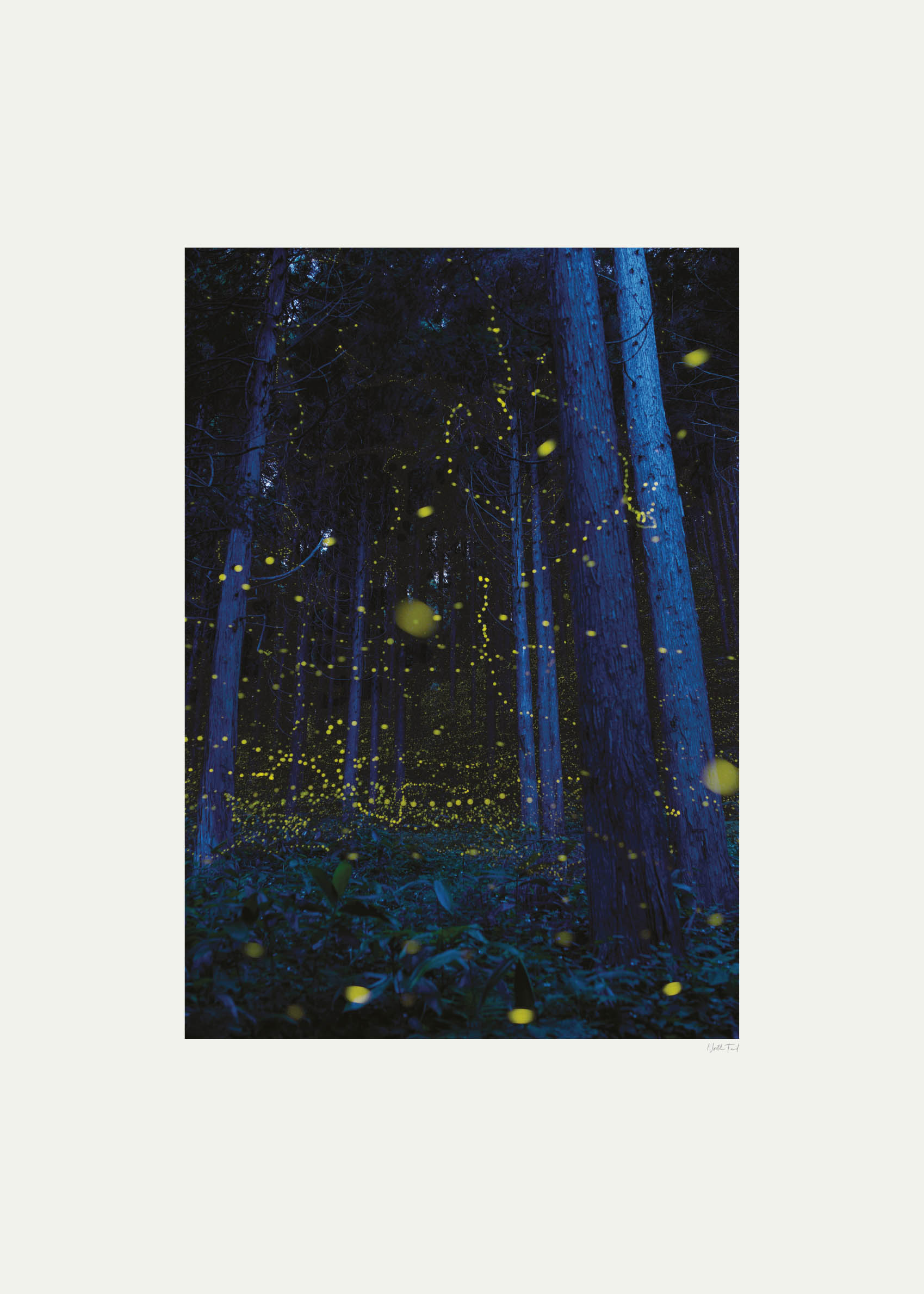 Fireflies in the Forest Poster - Forest photography (50x70 cm)