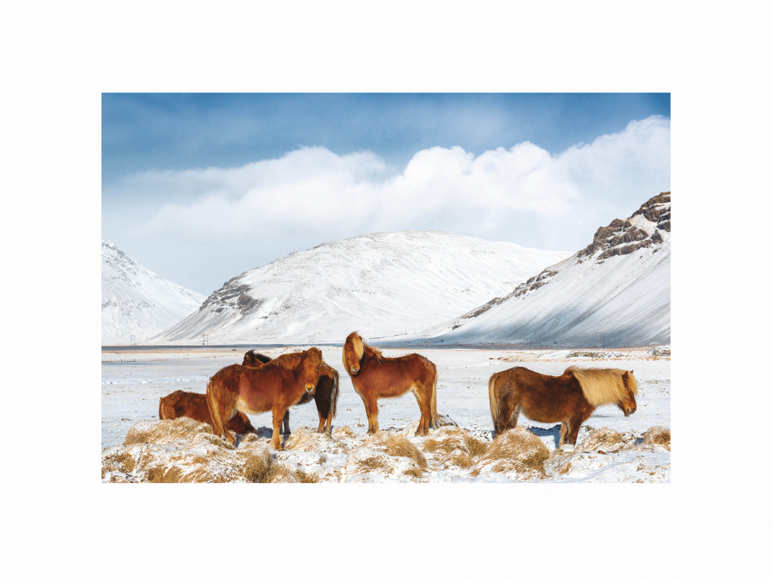 Horses in Iceland Poster - Animal photography (30x40 cm)