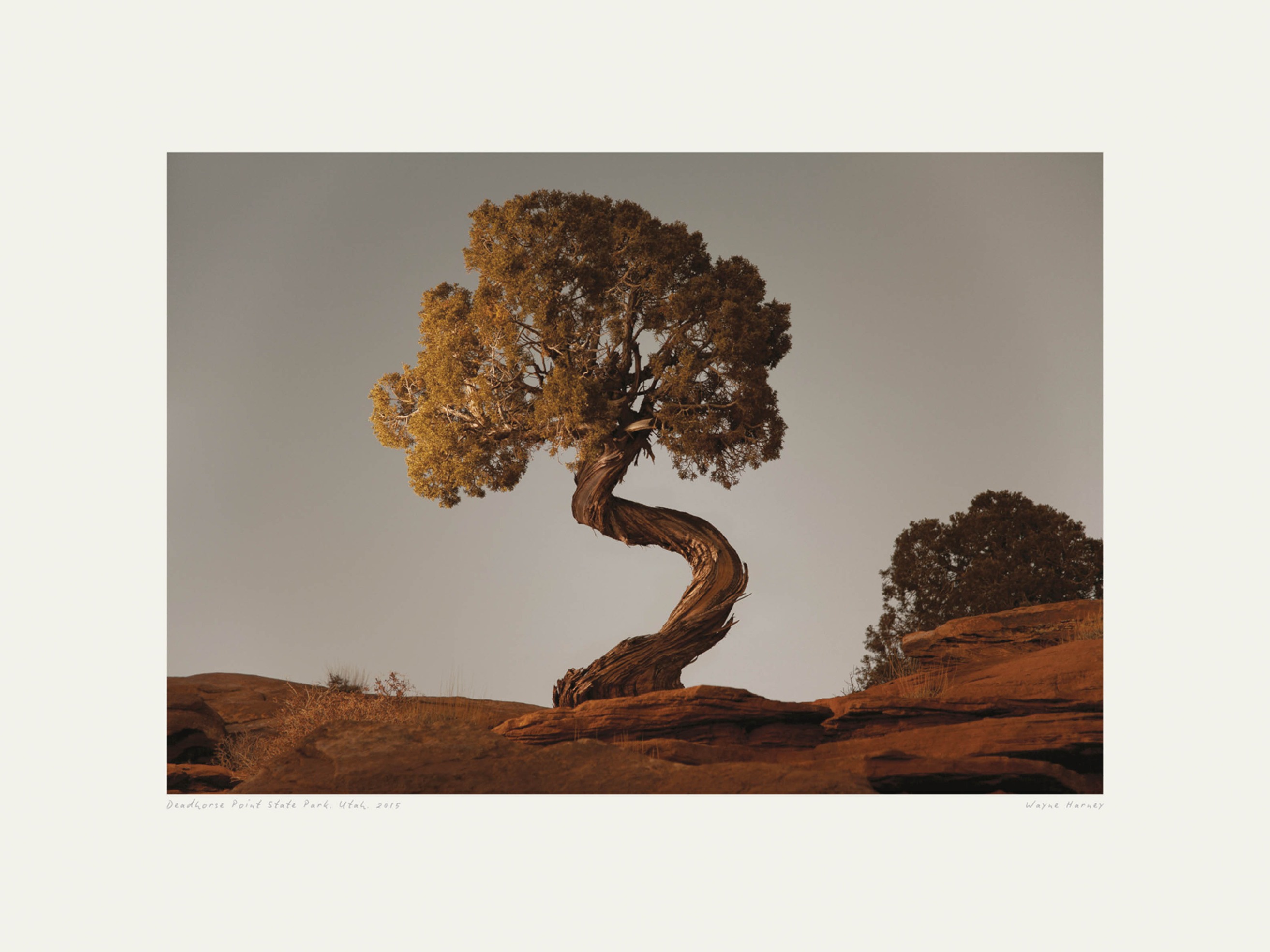Spiral Juniper Poster - Landschaftsfotografie (40x50 cm)
