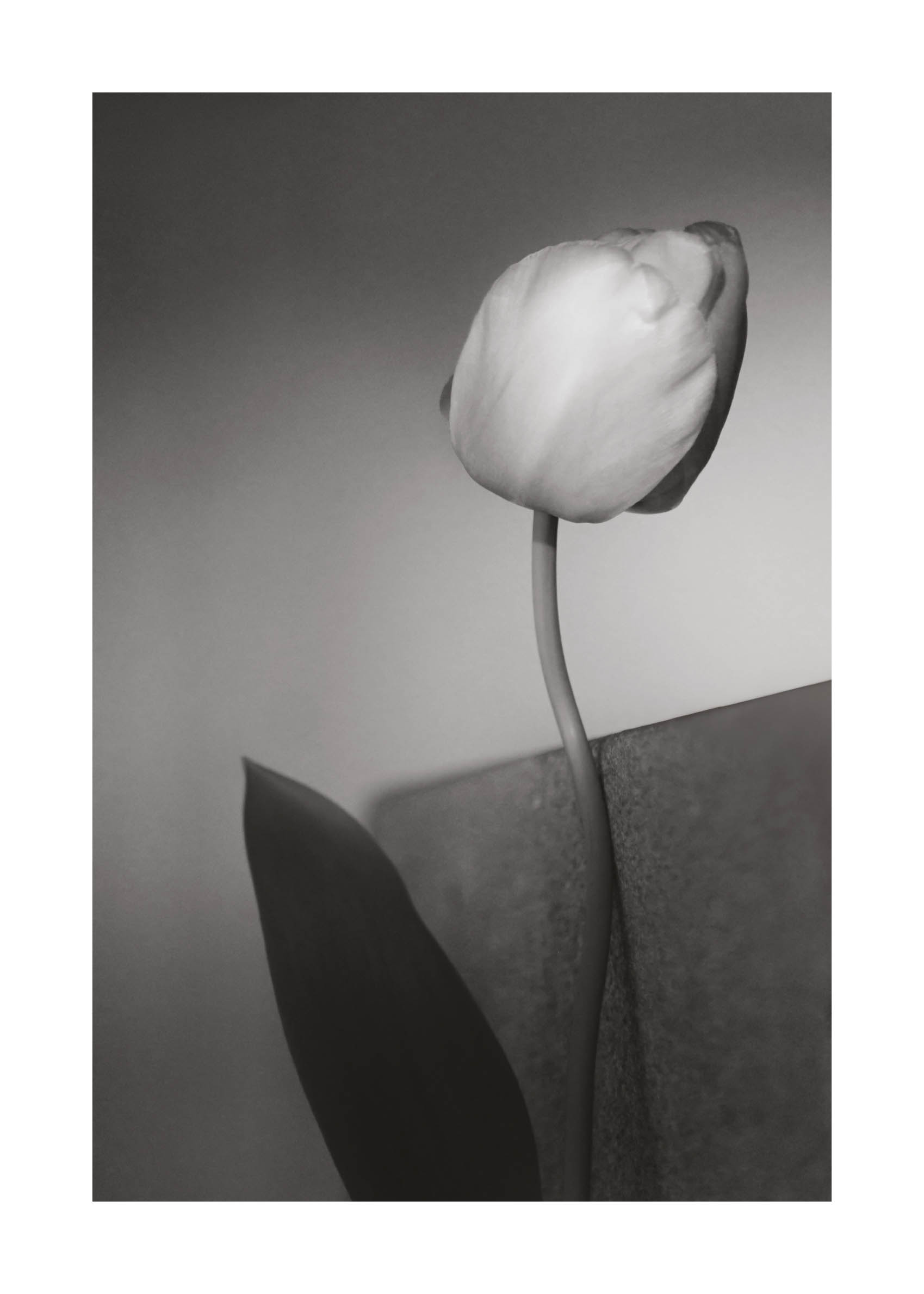 Spring Tulip Poster - Schwarzweiße Blumenfotografie (40x50 cm)