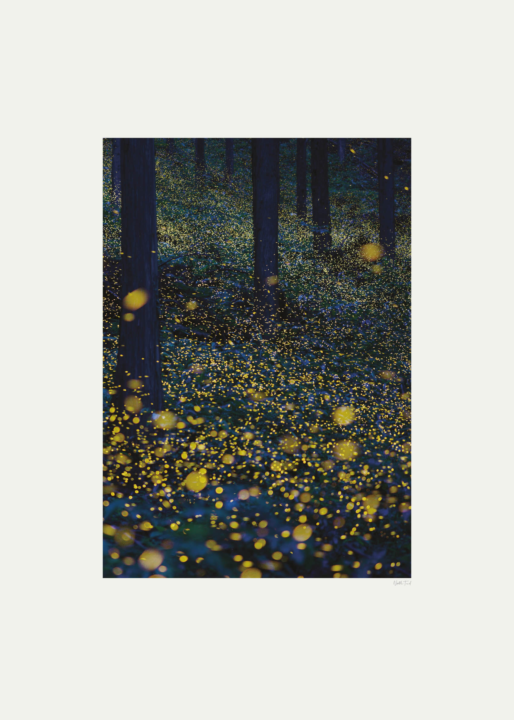 Fireflies in the Forest II Poster - Forest photography (30x40 cm)