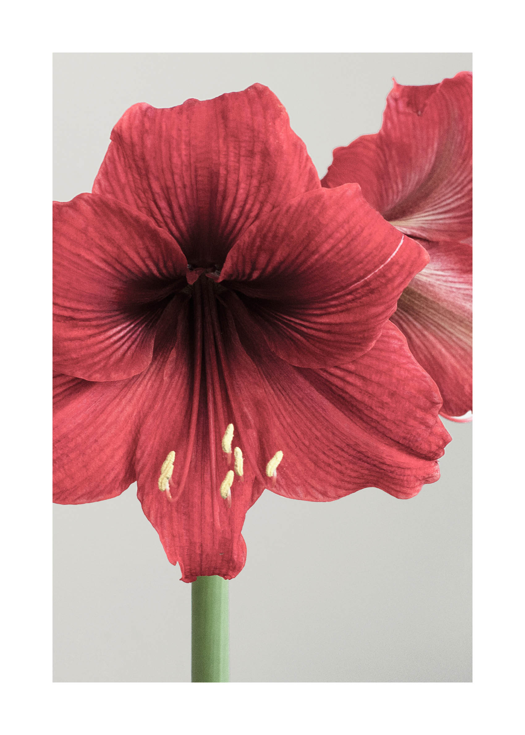 Red Amaryllis I Poster - Botanical illustration (40x50 cm)