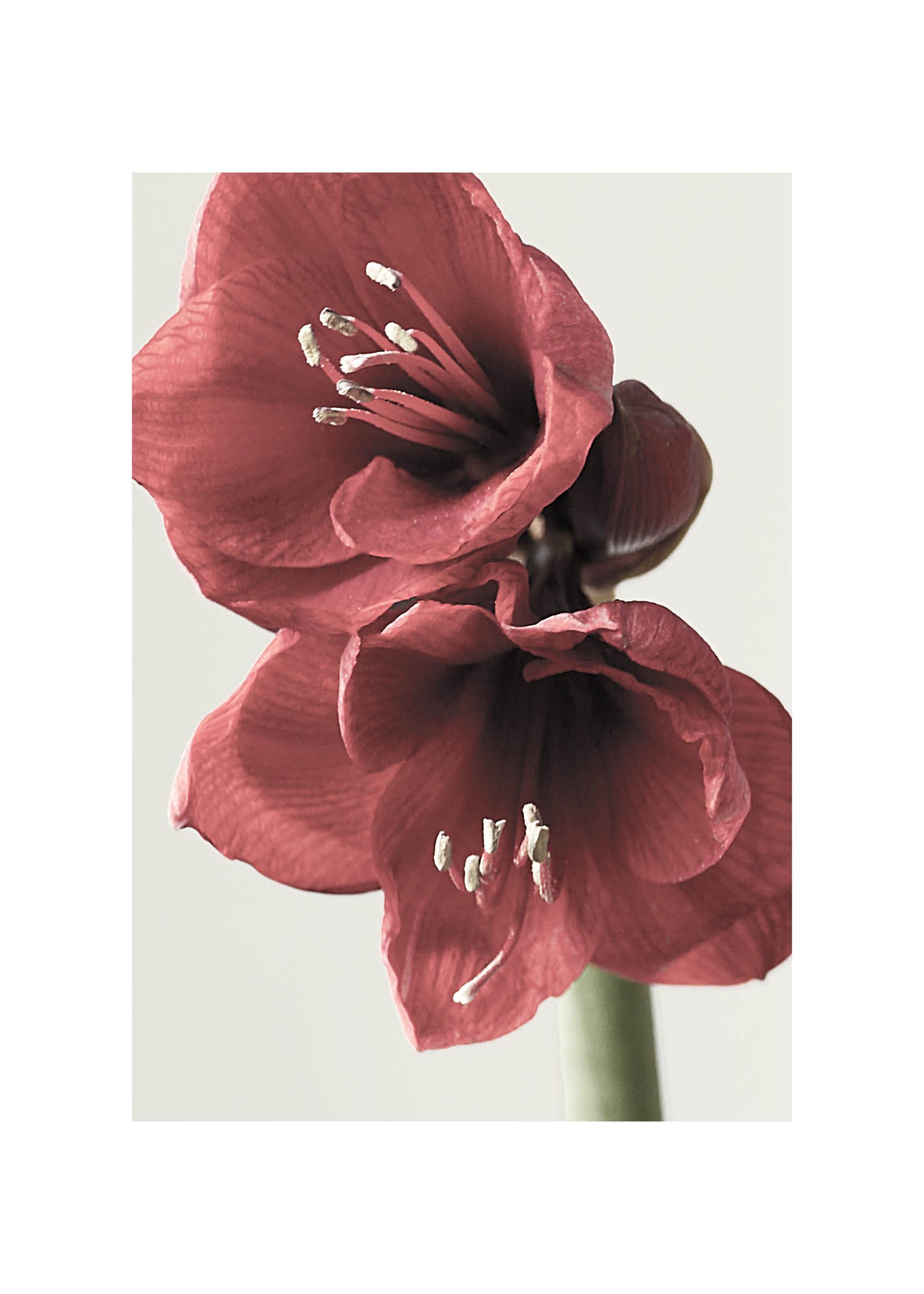 Red Amaryllis II Poster - Blumenfotografie in Nahaufnahme (21x30 cm)