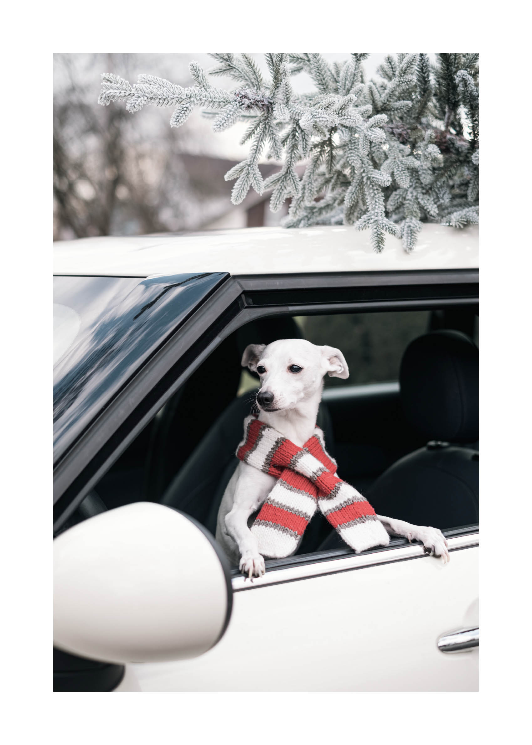 Holiday Dog Poster - Tierfotografie (50x70 cm)