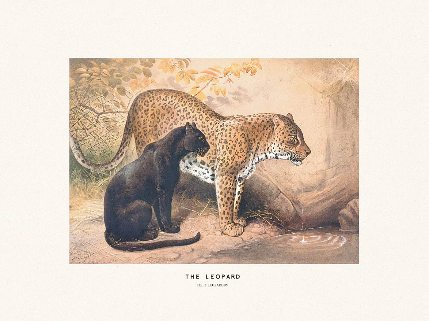 Leopard Poster - Tiergrafik im Vintage-Stil (30x40 cm)