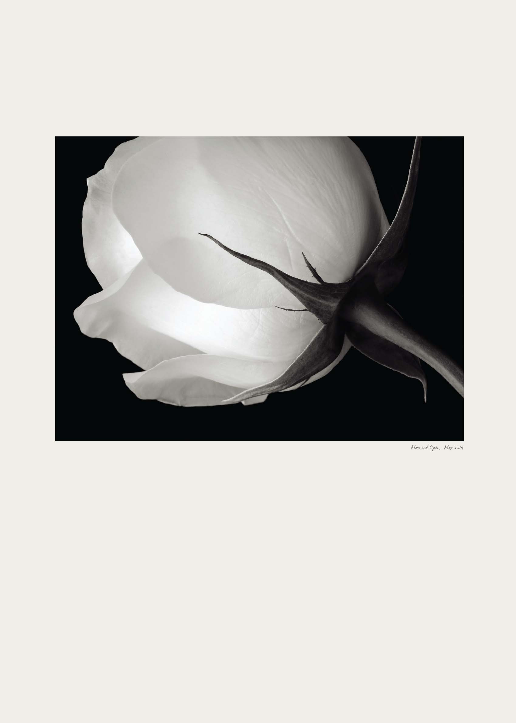 Floral Noir Poster - Black and white rose photography (40x50 cm)