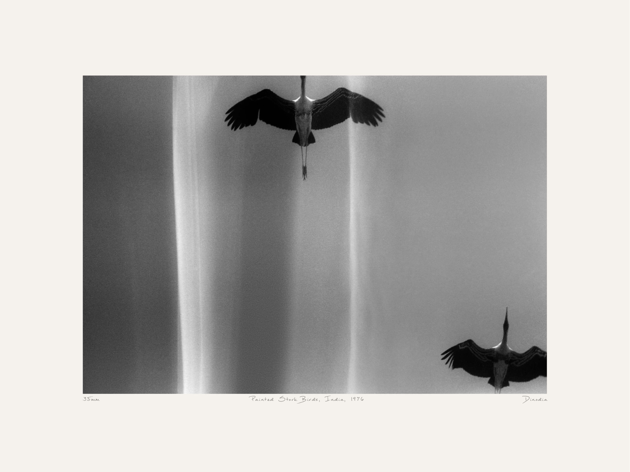 Sky Bound Poster - Schwarzweiße Tierfotografie (30x40 cm)