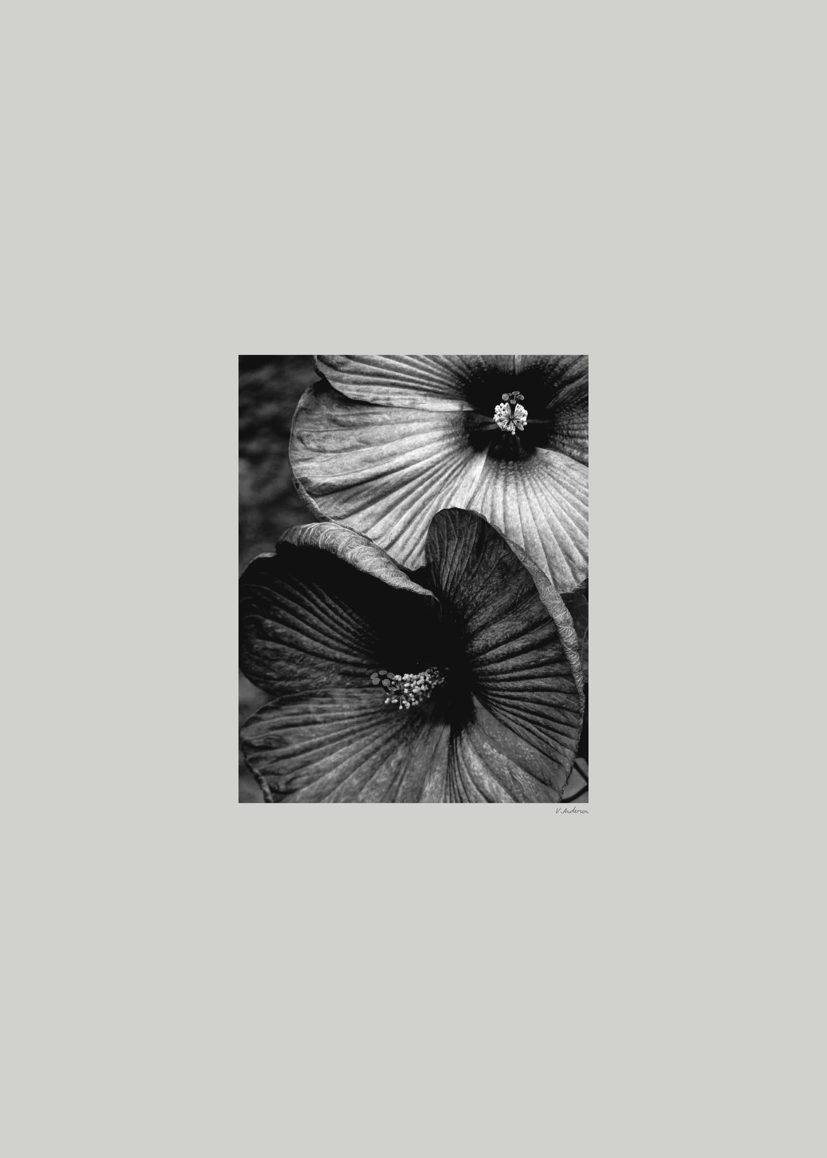 Blomma poster - Svartvit blomfotografi (40x50 cm)