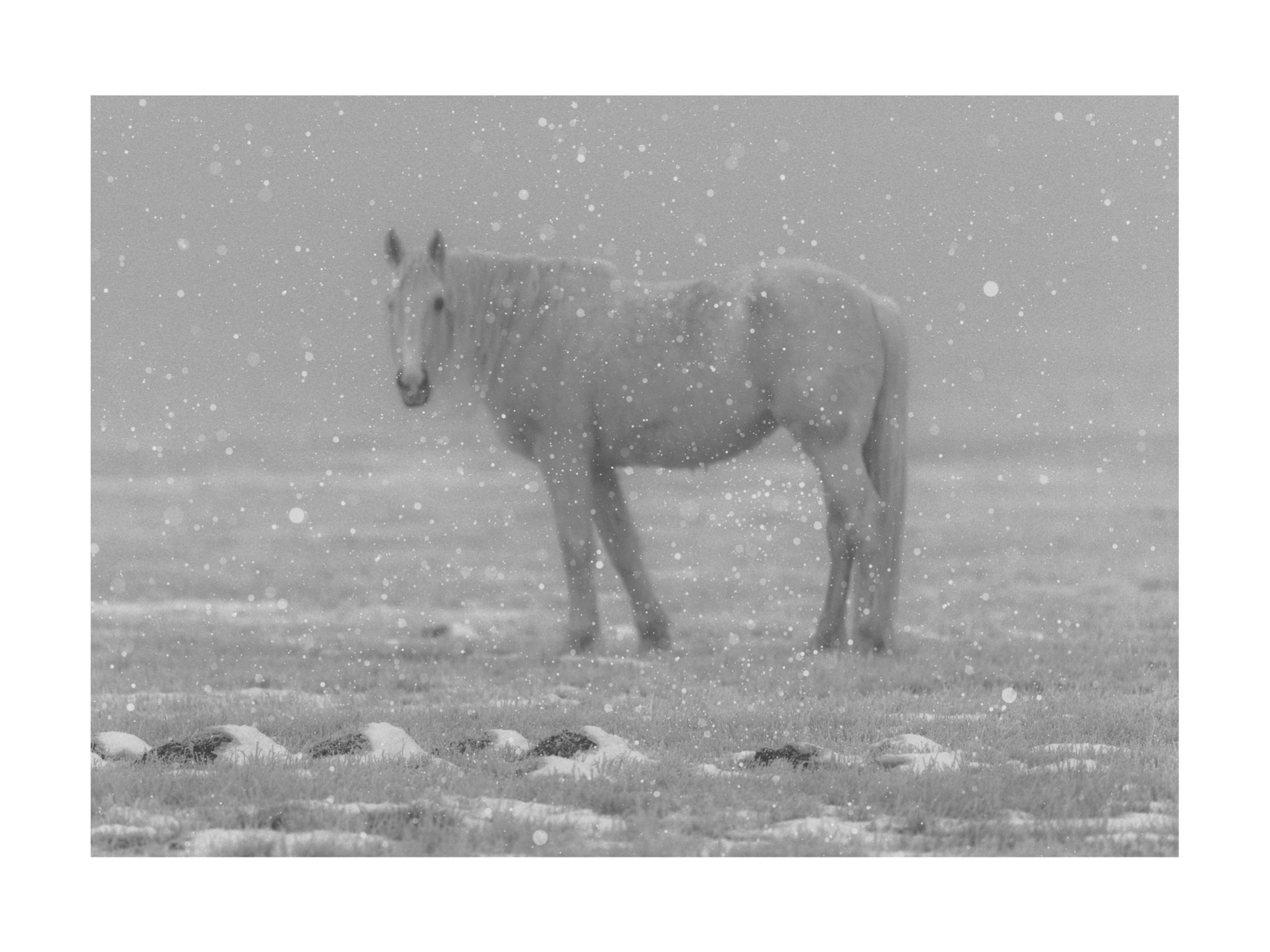 White Horse Poster - Schwarzweiße Tierfotografie (50x70 cm)