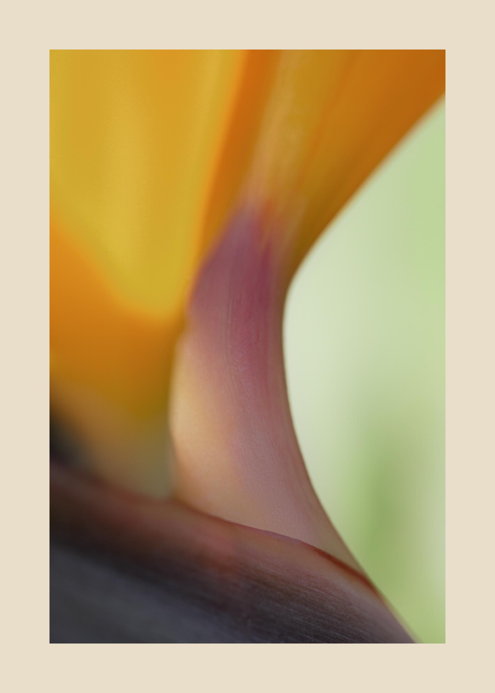 Sunlit Tulip I Poster - Abstract illustration (30x40 cm)