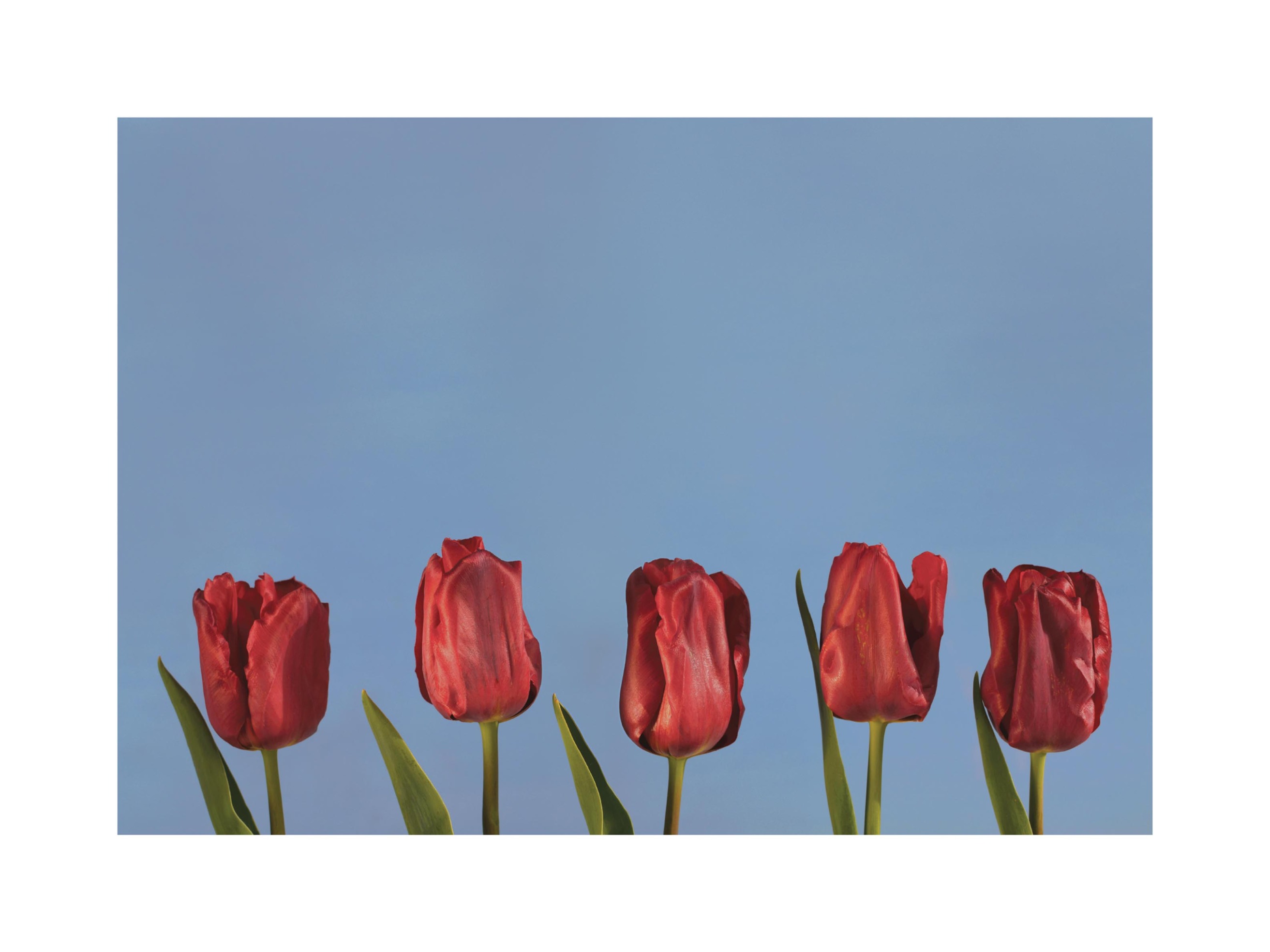 Hello Spring Poster - Tulip illustration (21x30 cm)