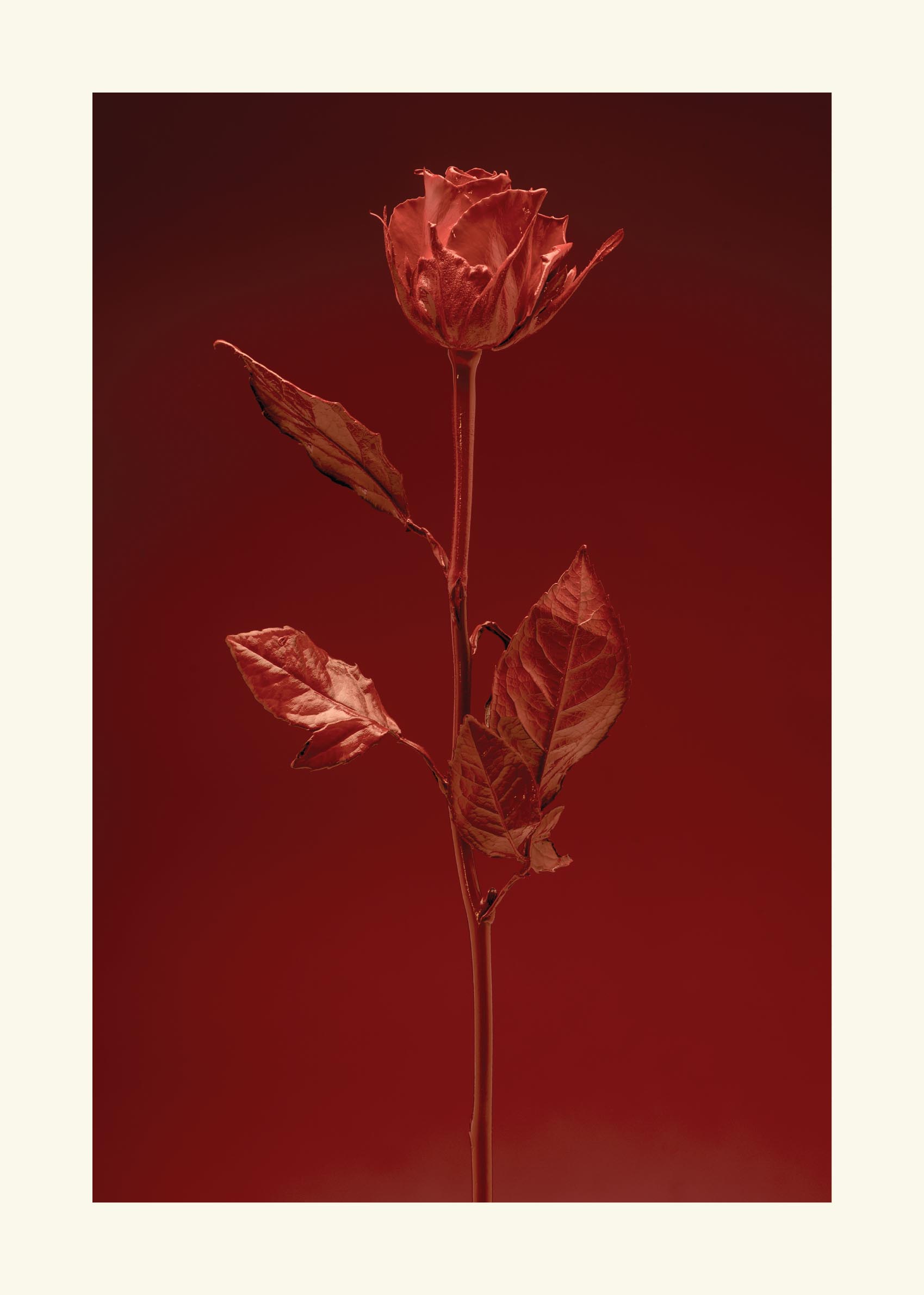 Floria Red plakat - Roseillustration (50x70 cm)