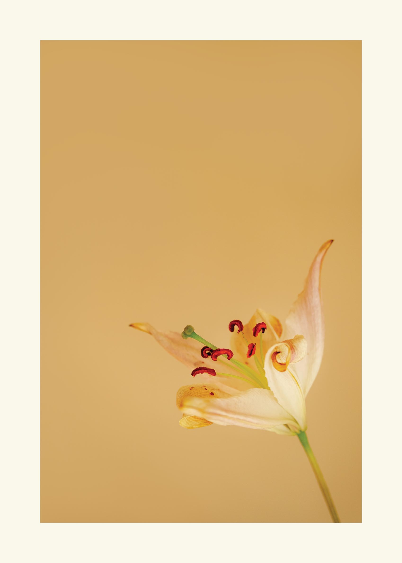 Floria Yellow poster - Flower illustration (30x40 cm)