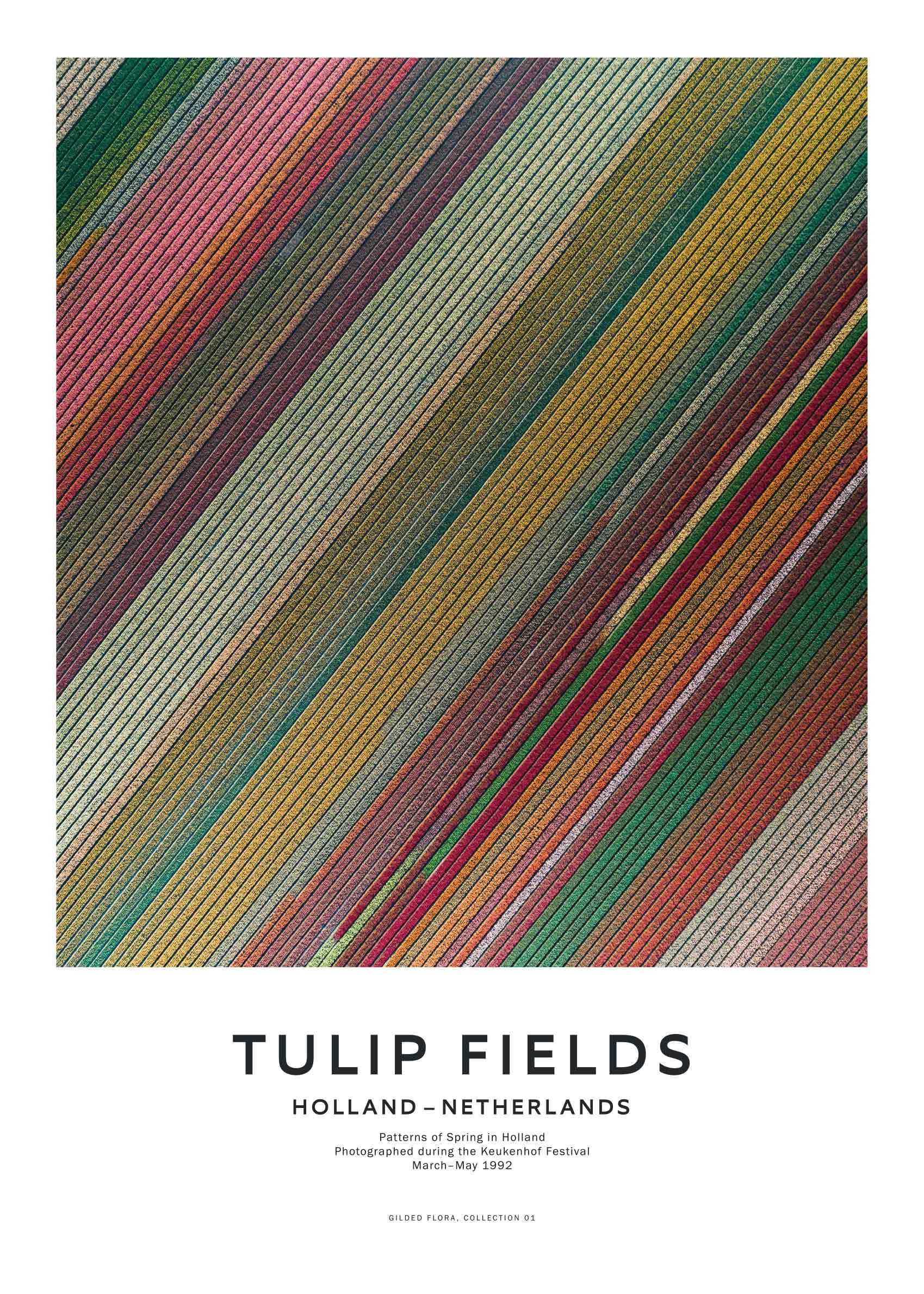 Tulip Fields Poster - Flower illustration (50x70 cm)