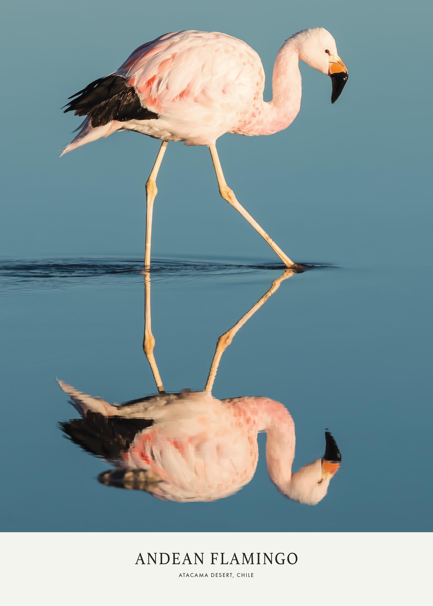 Stepping In Poster - Tierfotografie (50x70 cm)