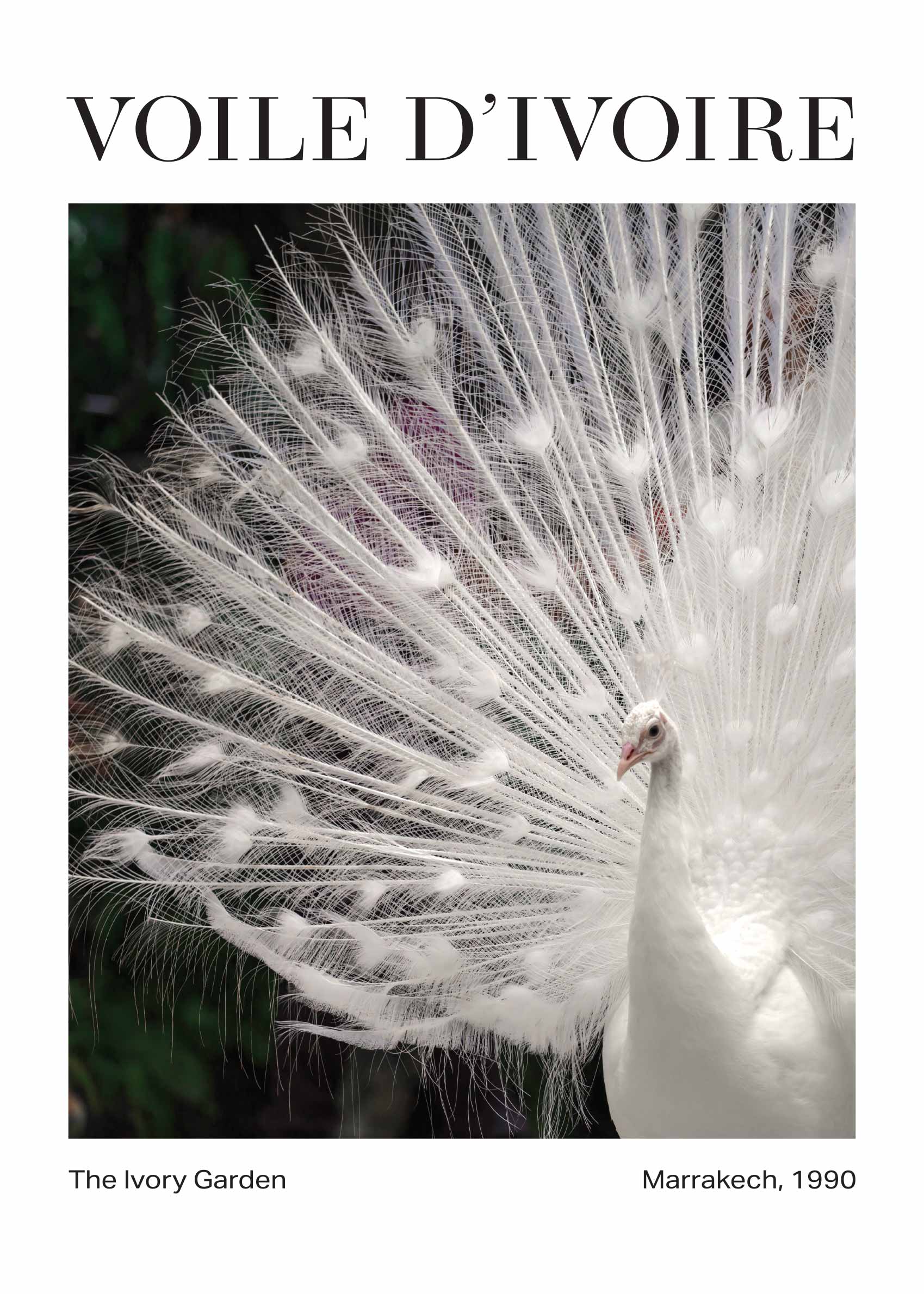 Slow Dance plakat - Dyrefotografi (50x70 cm)