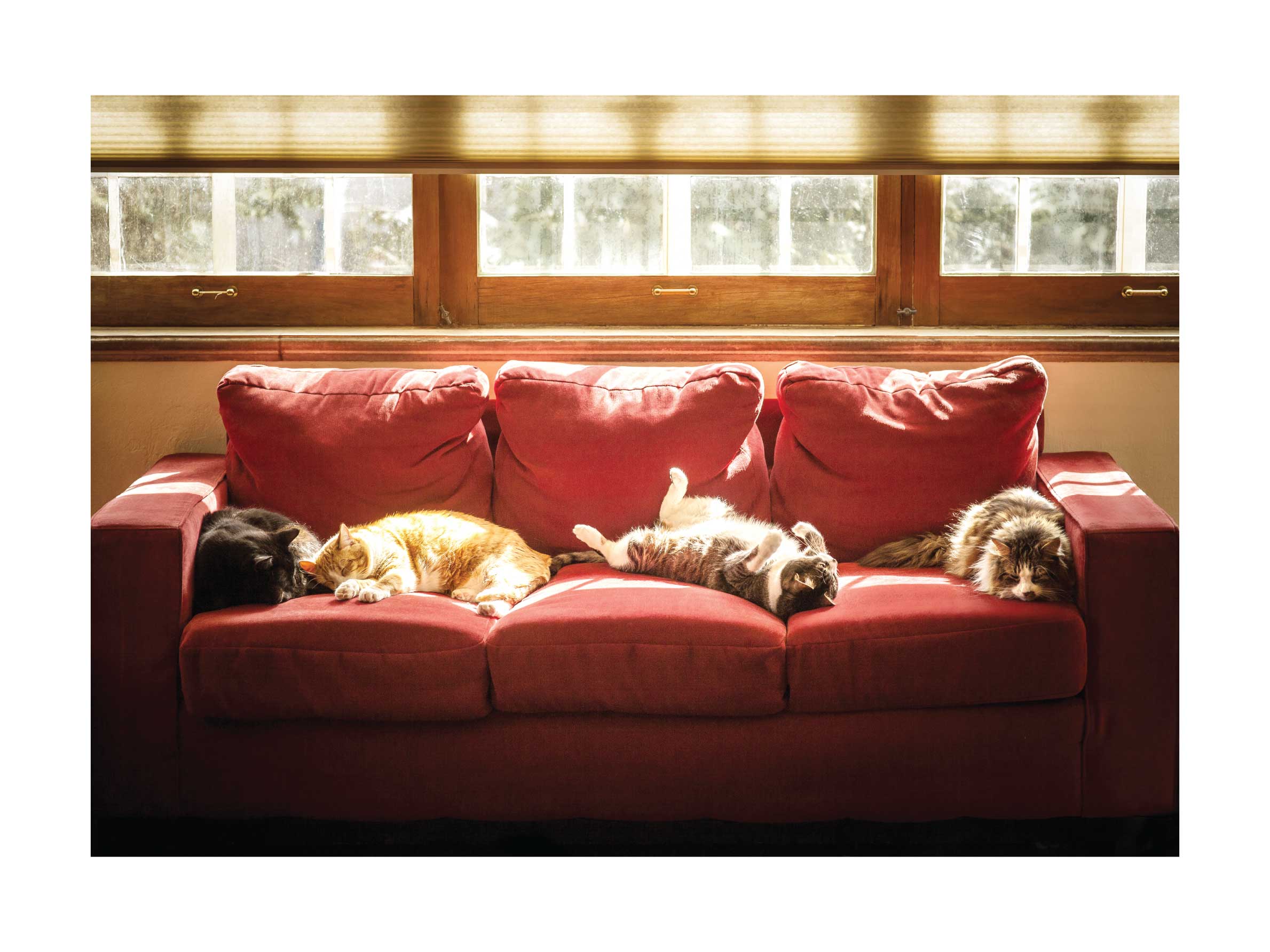 Lazy Afternoon Poster - Animal photography (50x70 cm)